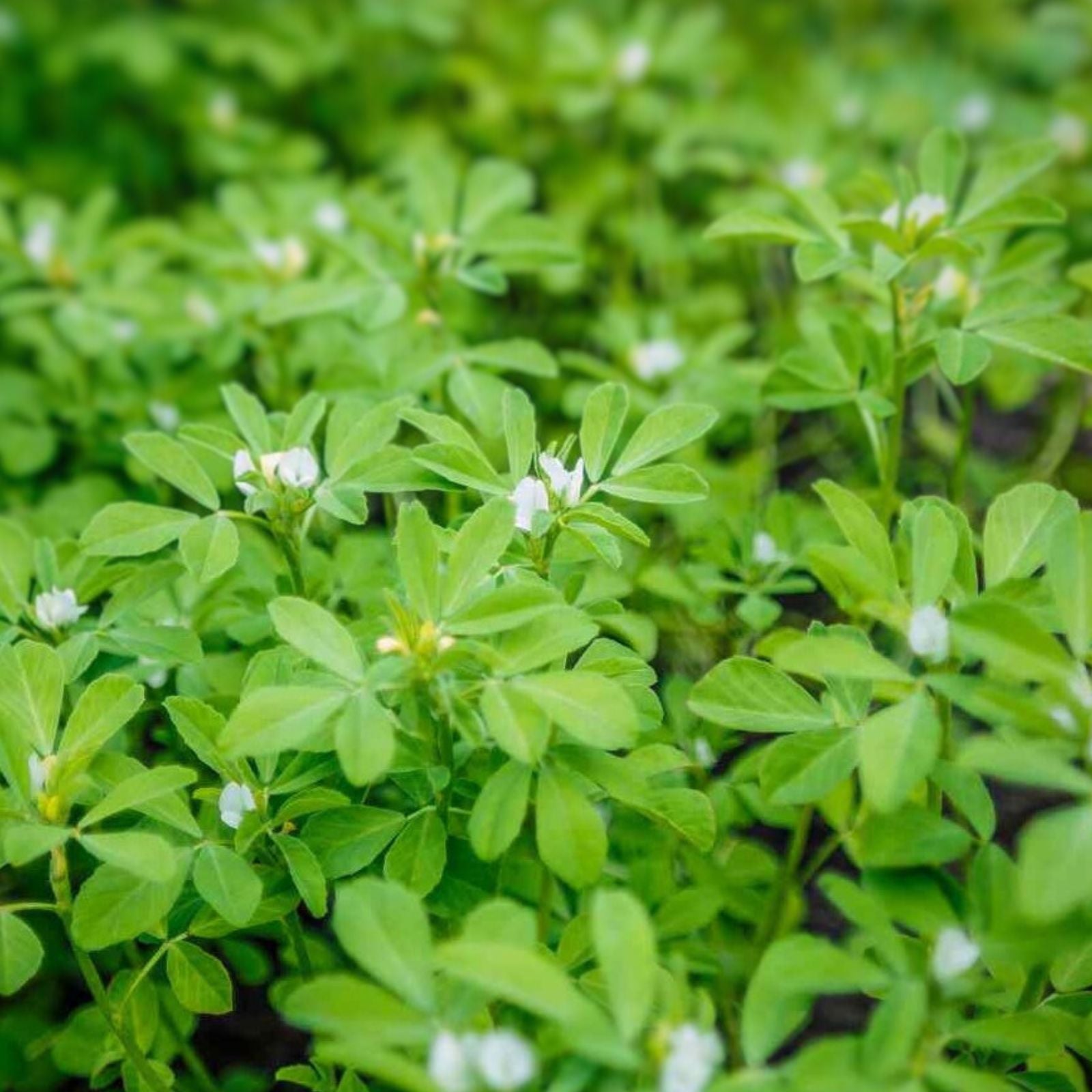 Fenugreek Herb Seeds - 50+ Heirloom Seeds for Cooking and Gardening - Trigonella foenum-graecum