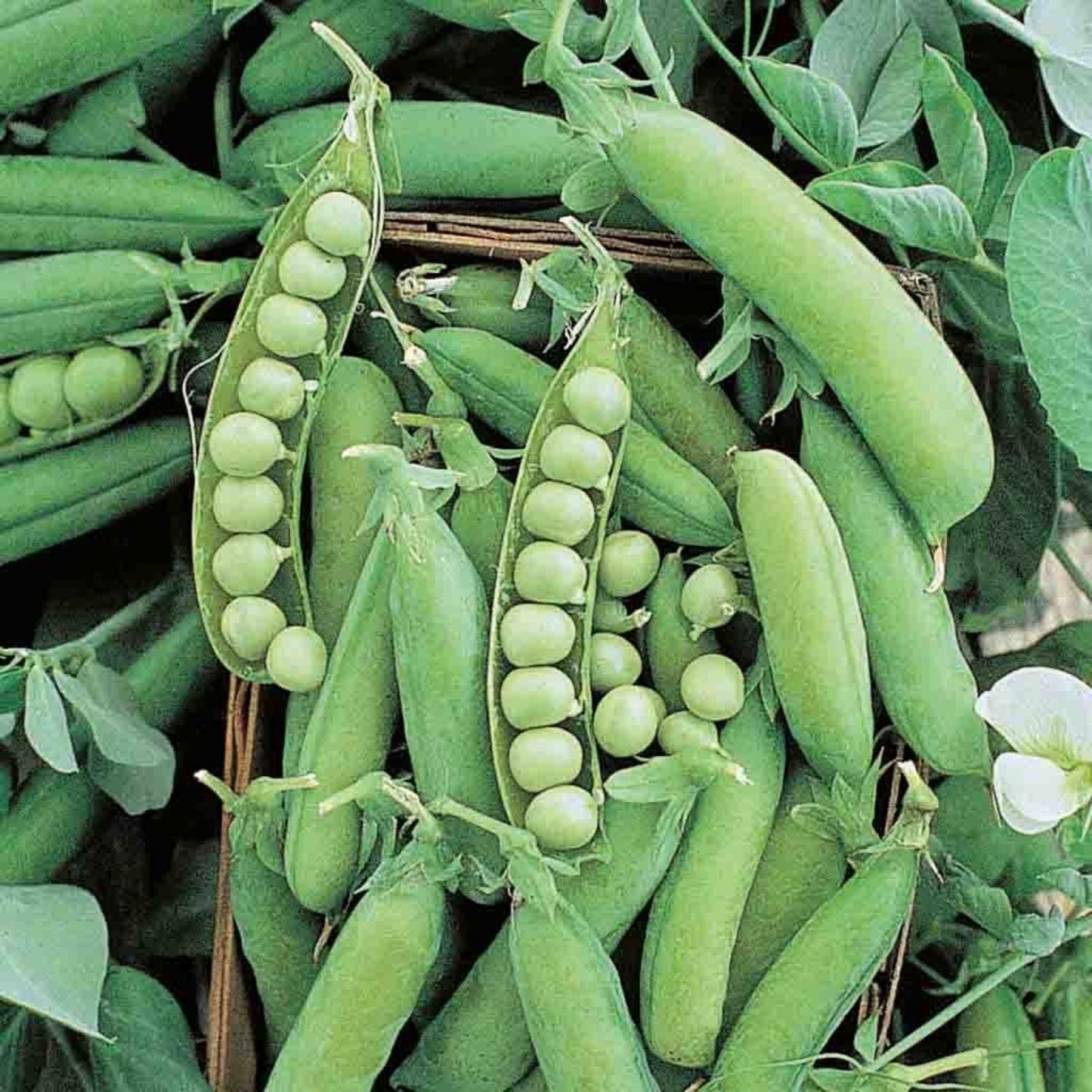 Early Alaska Pea Seeds 500+ Heirloom Non GMO Seeds Sweet Garden Variety (Pisum sativum)