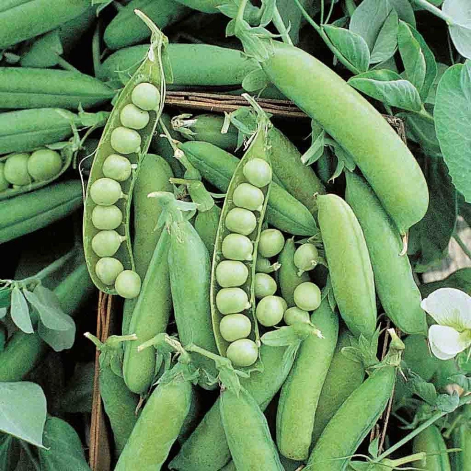 Early Alaska Pea Seeds 500+ Heirloom Non GMO Seeds Sweet Garden Variety (Pisum sativum)