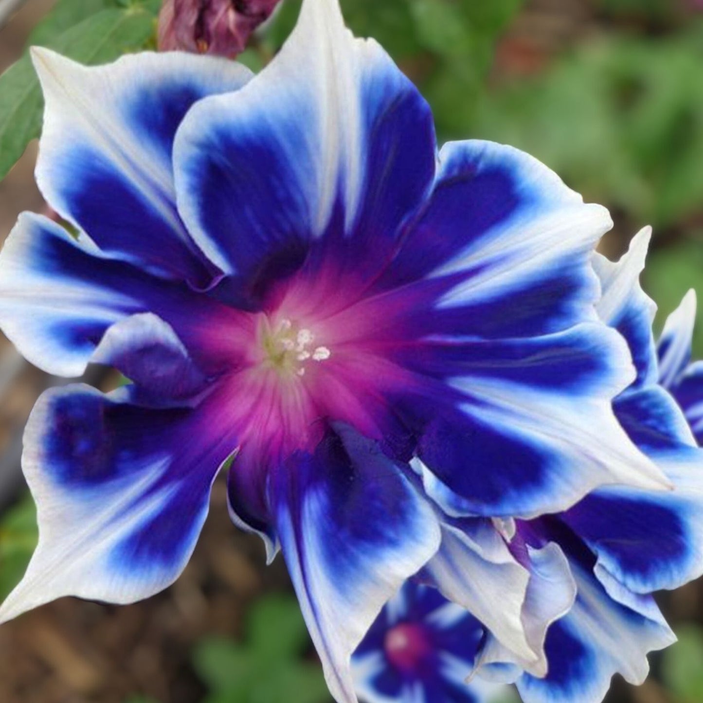 Morning Glory Climbing Vine Seeds - 100 Pack Blue and White Ipomoea tricolor Flower Seeds for Garden, Patio, and Trellis