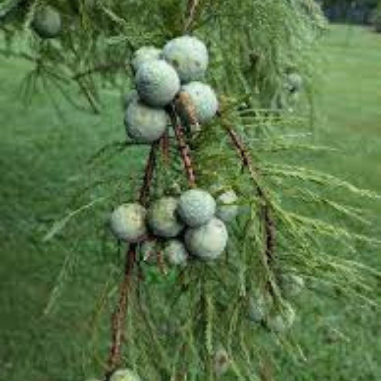 Bald Cypress Seeds for Planting, 10 Seeds, Exotic Tree Seeds, Taxodium distichum, Wetland Tree Seeds