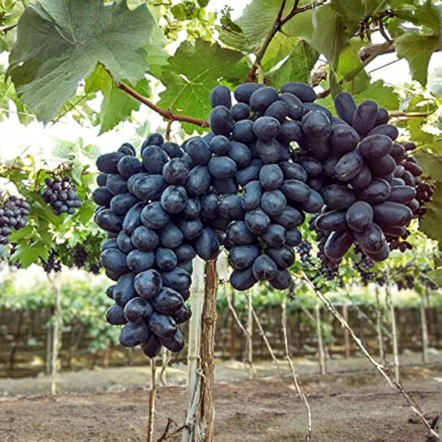 Grape Vines Cuttings - 3 Ladyfingers Black Vines - Vitis vinifera - Fruit Bearing, Organic, Garden Planting