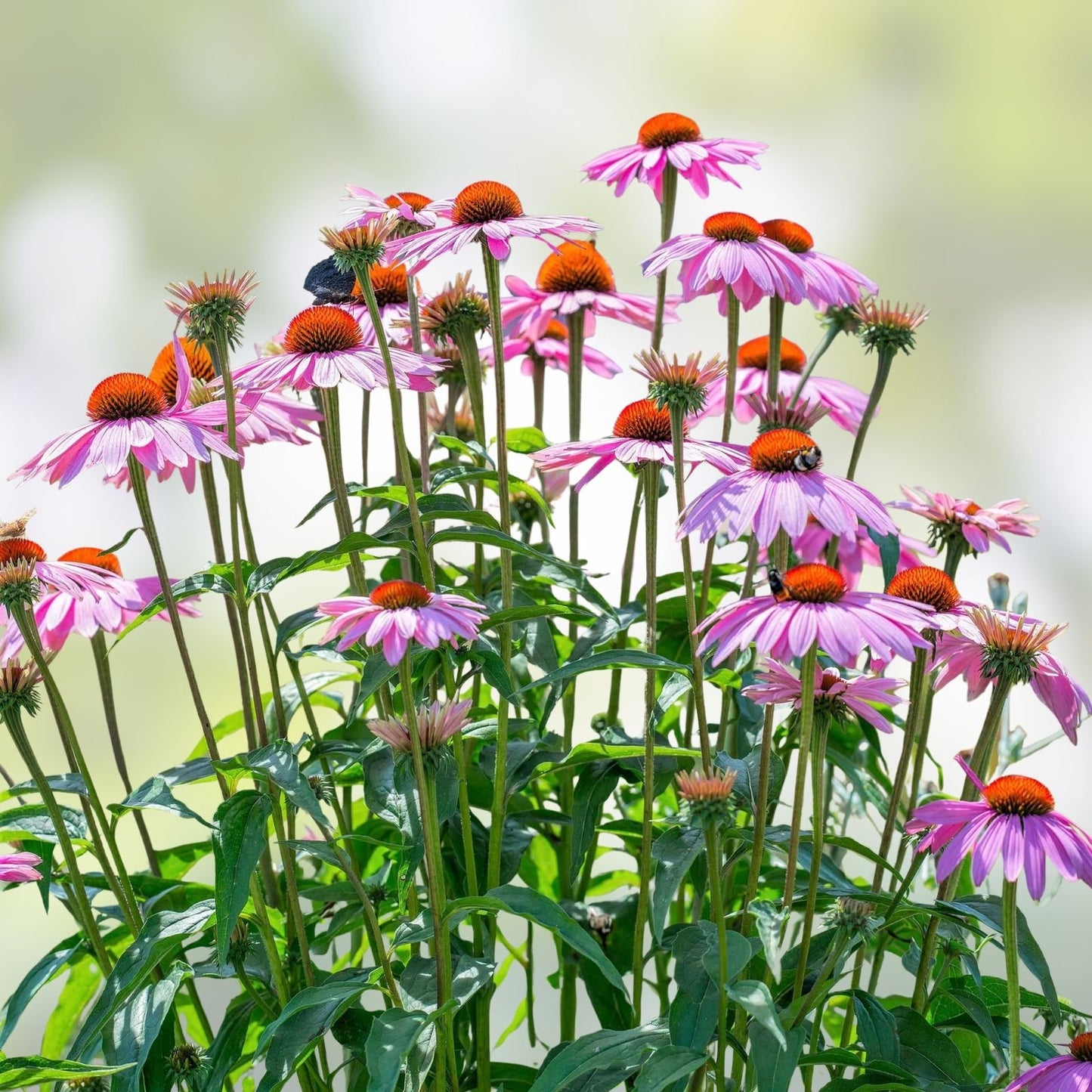 Purple Coneflower Seeds 1000 Pack Echinacea Purpurea Pollinator Plants for Gardens Beautiful Purple Flowers