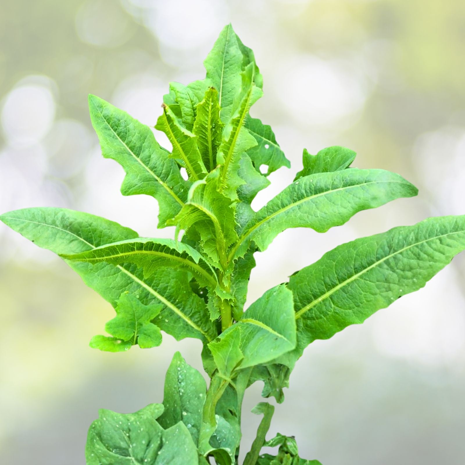 Wild Lettuce Plant Live Organic Pain Relief Lactuca Virosa USA