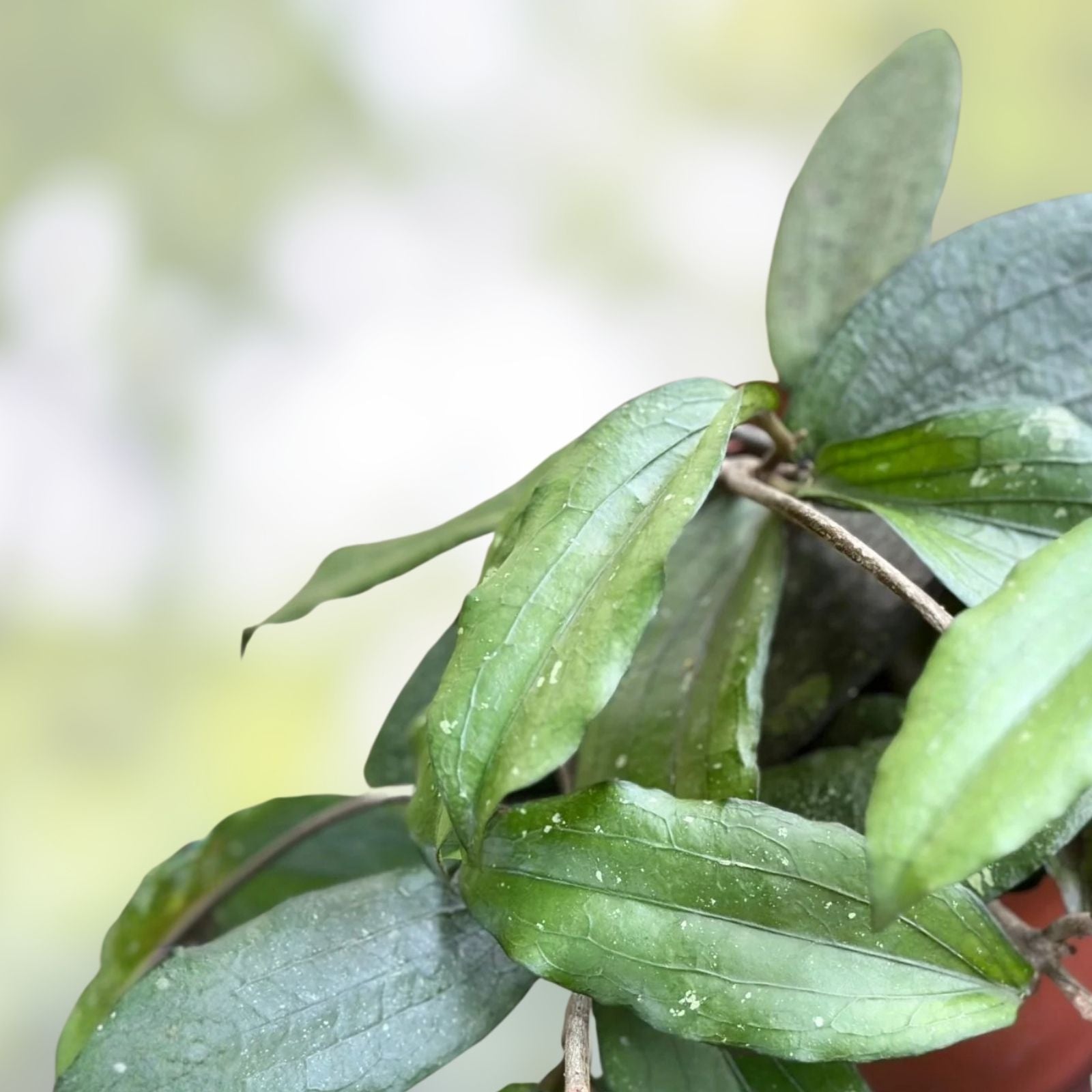 Hoya Plant Erythrina Round Leaves Live Plant - Hoya erythrina - Indoor Houseplant, Easy Care, Unique Foliage