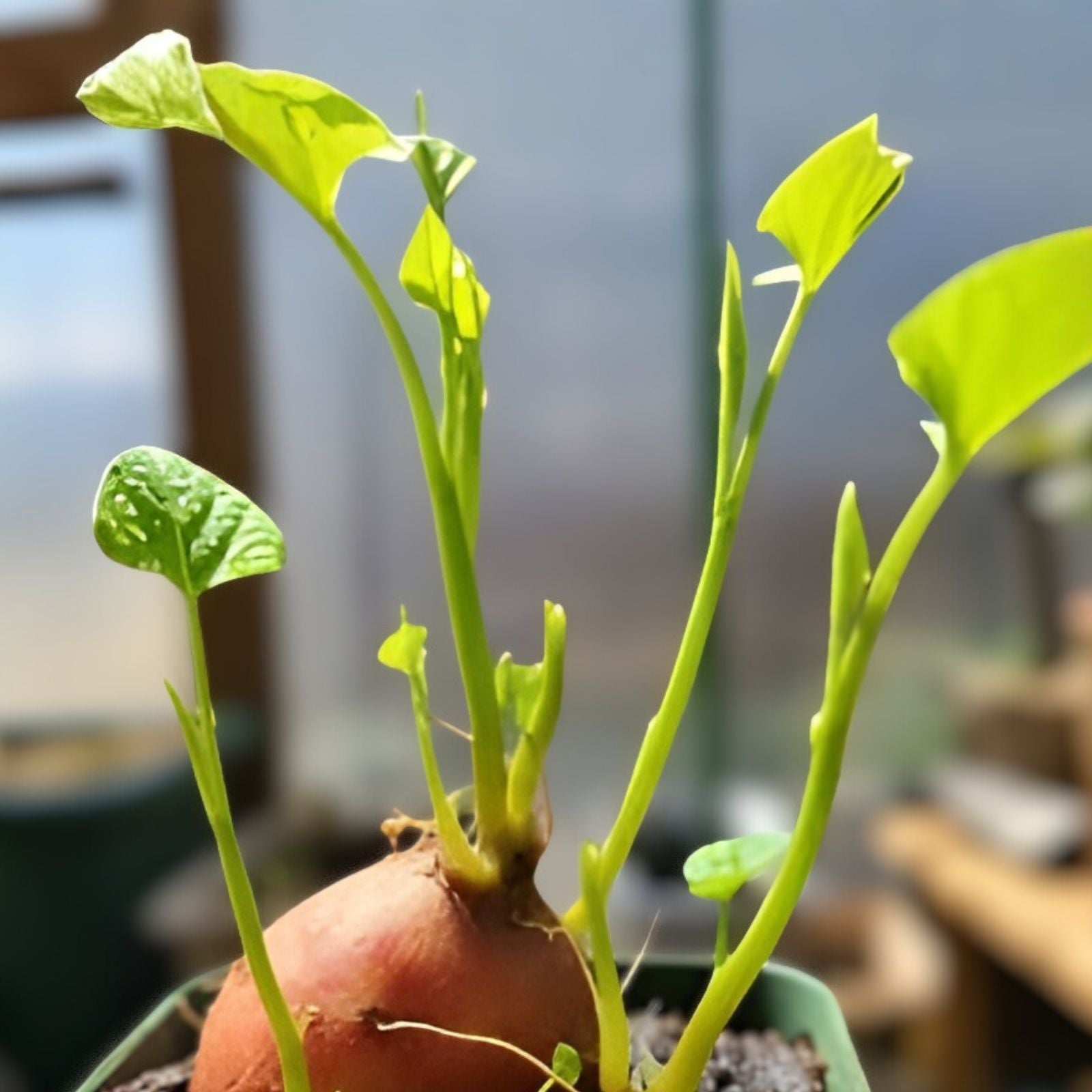 Sweet Potato Slips 12 Count Variety Beauregard, Japanese Red & White - Ipomoea batatas, Organic, Garden Plant, Rooted Cuttings