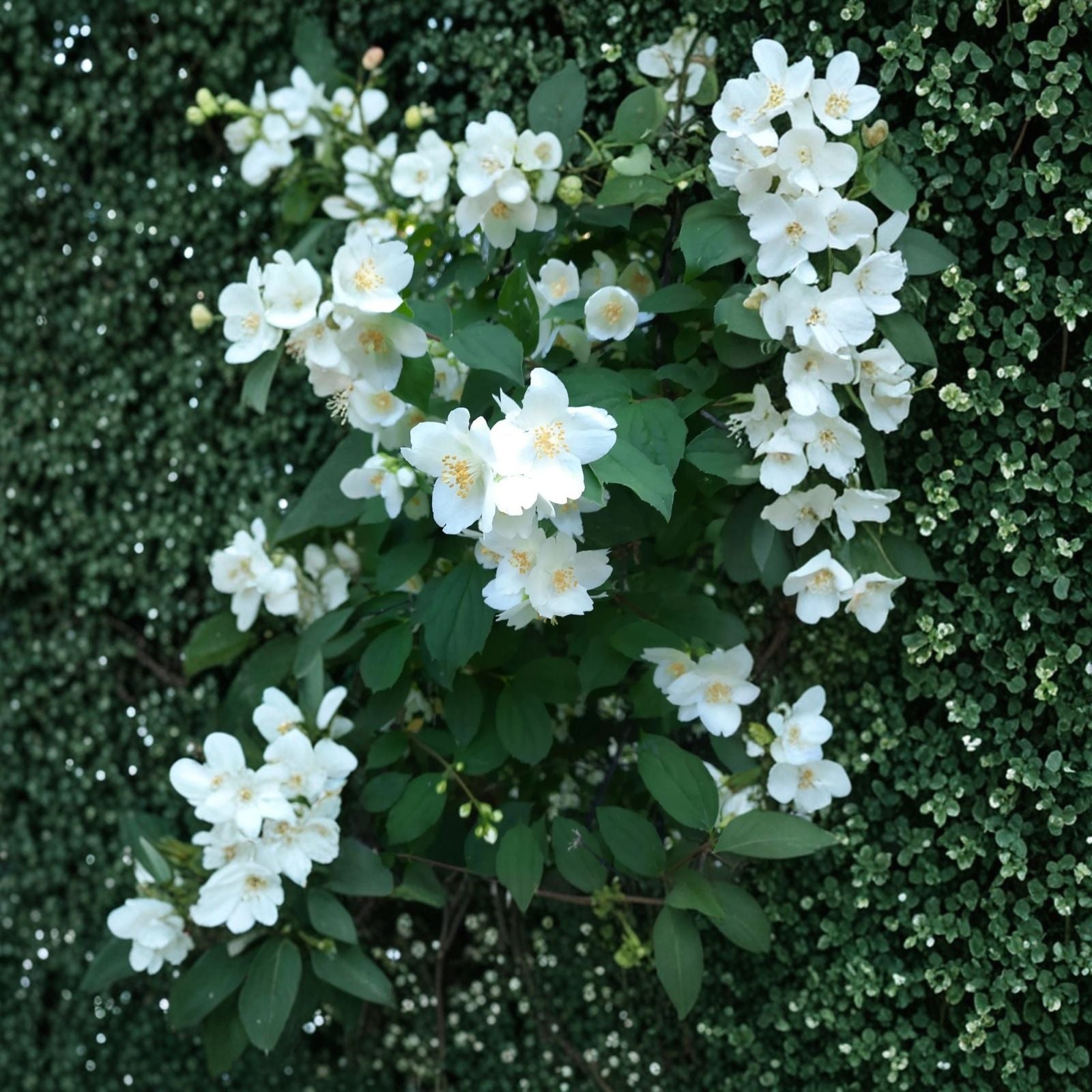 Sweet Mock Orange Cuttings - 10 Fresh Unrooted Cuttings for Rooting - Philadelphus coronarius - Garden Plant Propagation