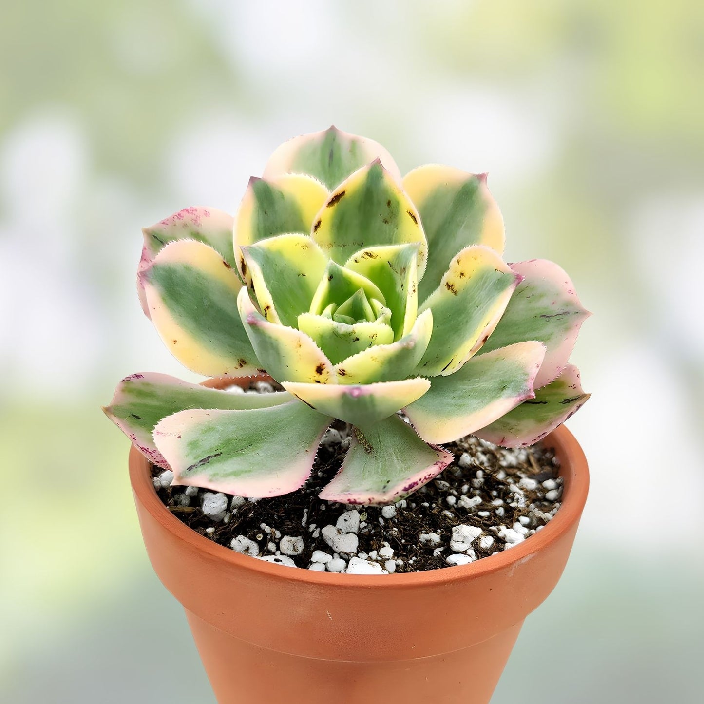 Aeonium Sunburst Succulent Cutting 4-6 inches | Colorful Variegated Succulent Plant for Indoor Gardens