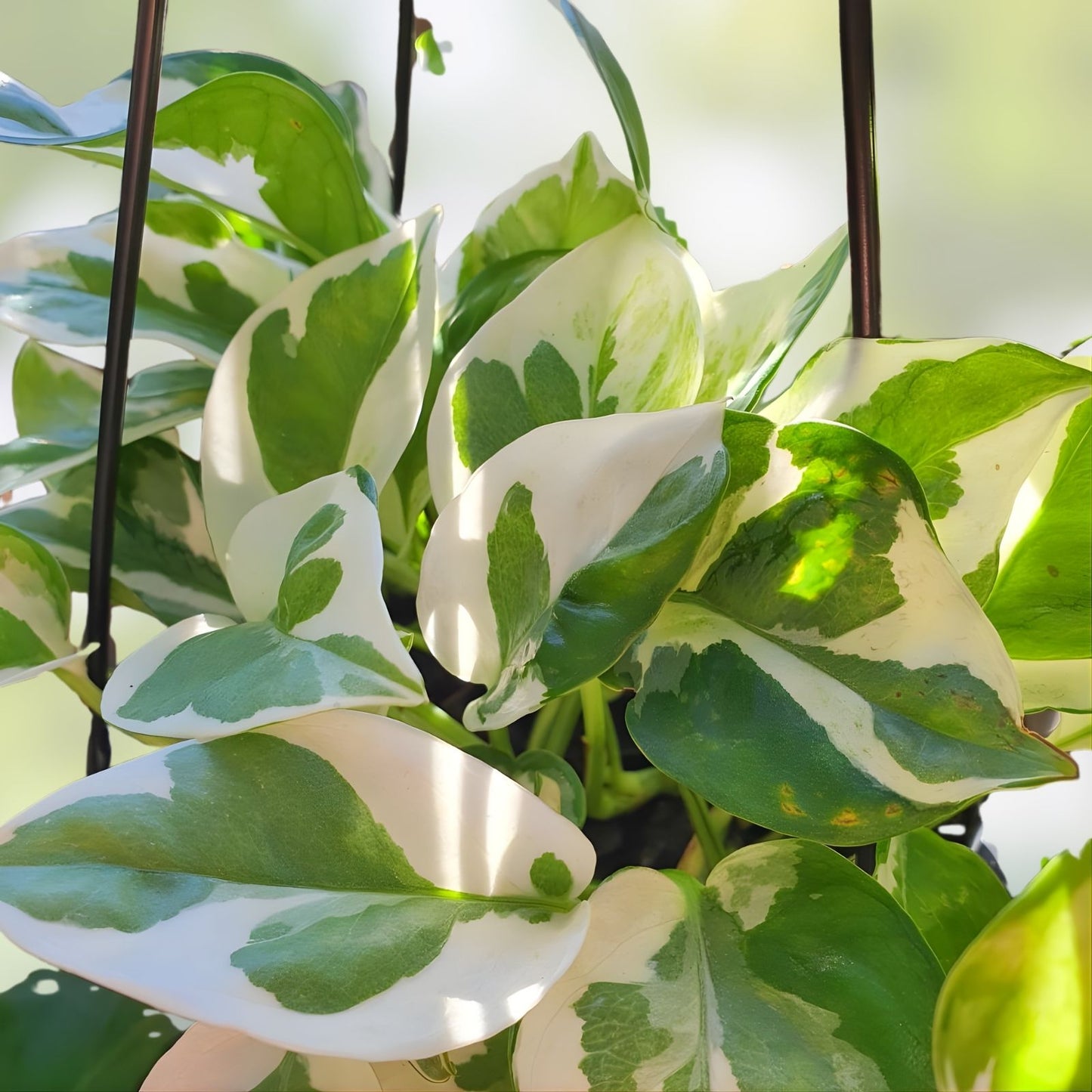 Snow Queen Pothos Cuttings - 3 Healthy Stem Clippings - Variegated Epipremnum aureum Houseplant