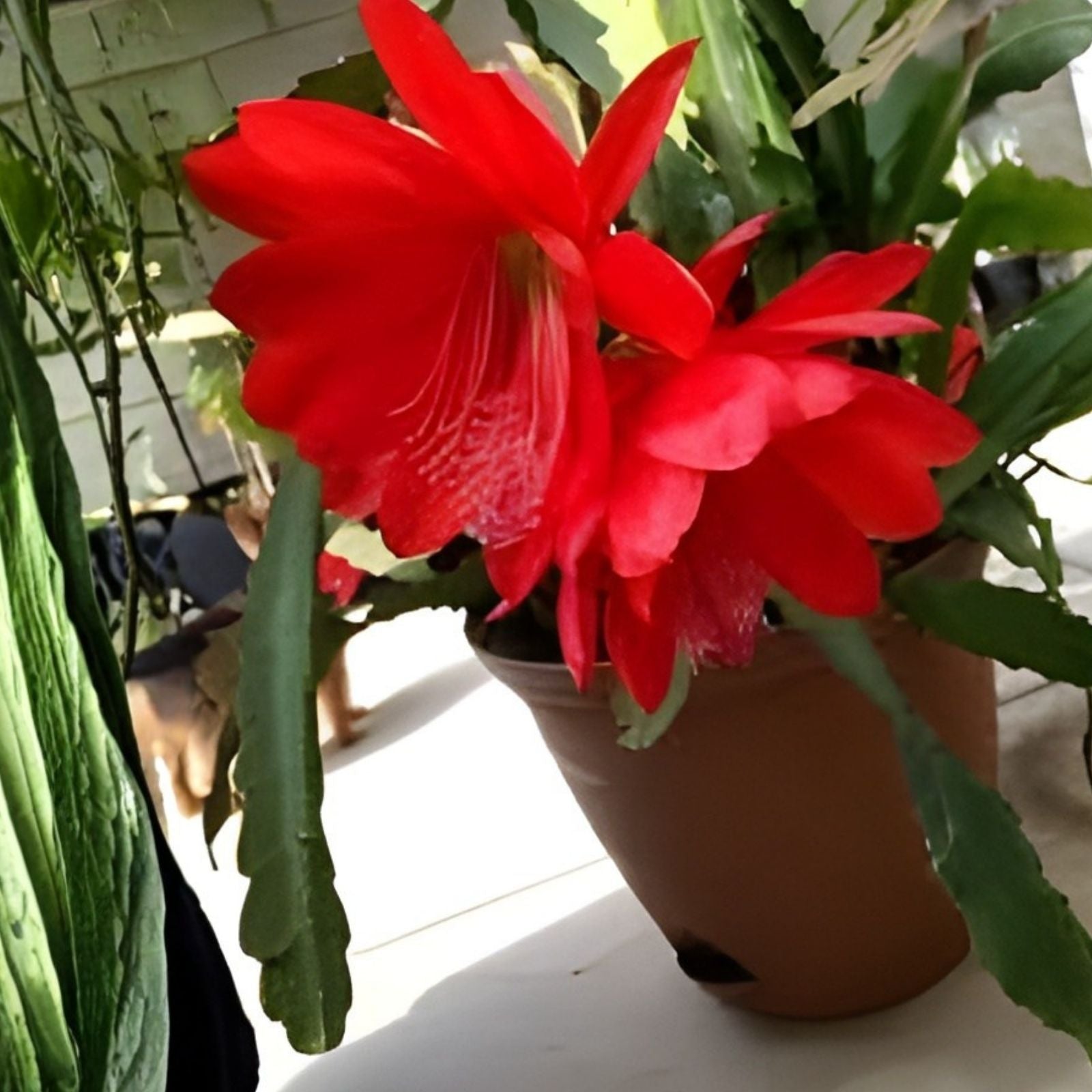 Epiphyllum Cuttings - Mystery Color Succulent Plant Clippings - Easy Propagation - US Seller