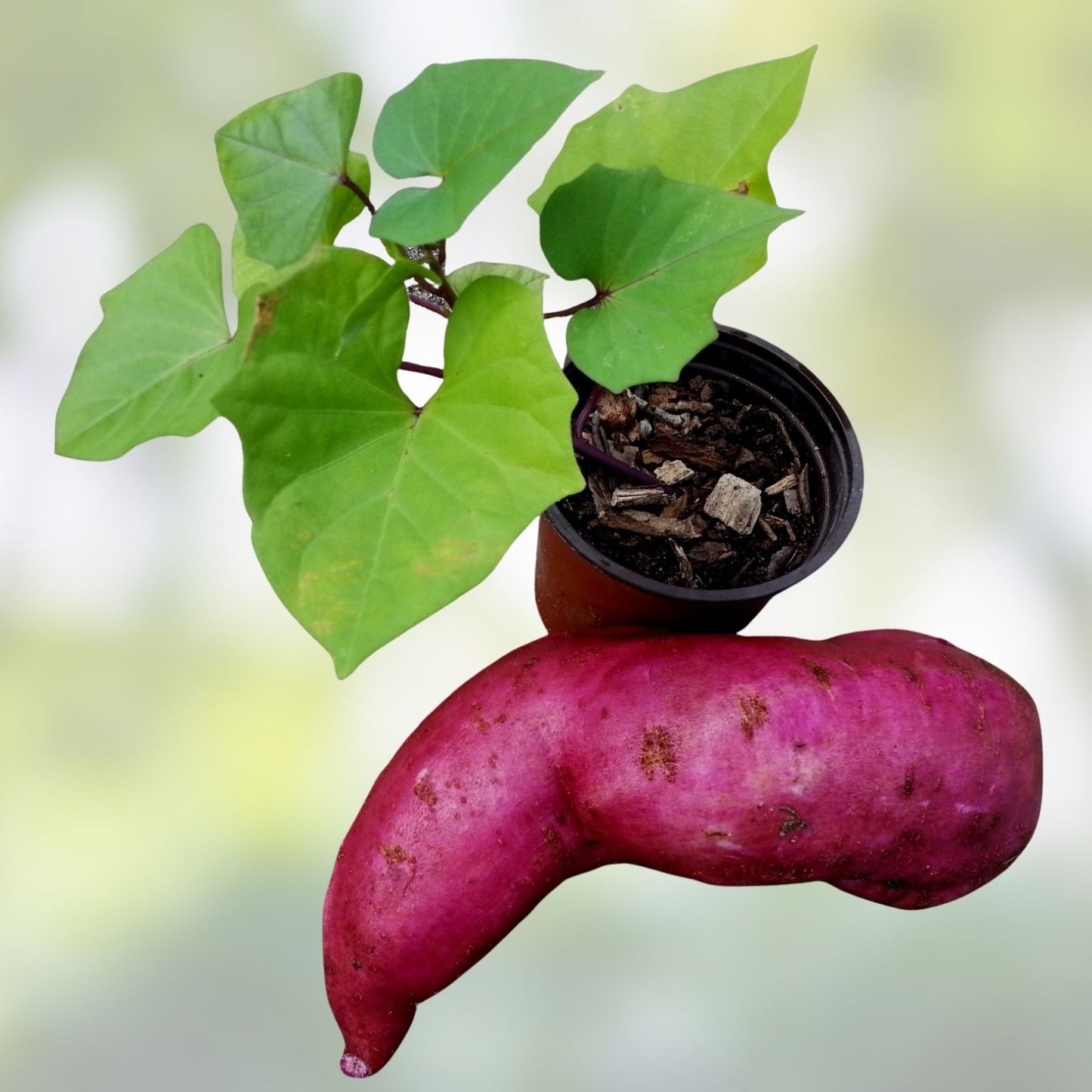 Sweet Purple Potato Slip Cuttings – 20 Molokai & 20 Okinawa Varieties – Ipomoea batatas – Organic, Heirloom, Edible Root Vegetables