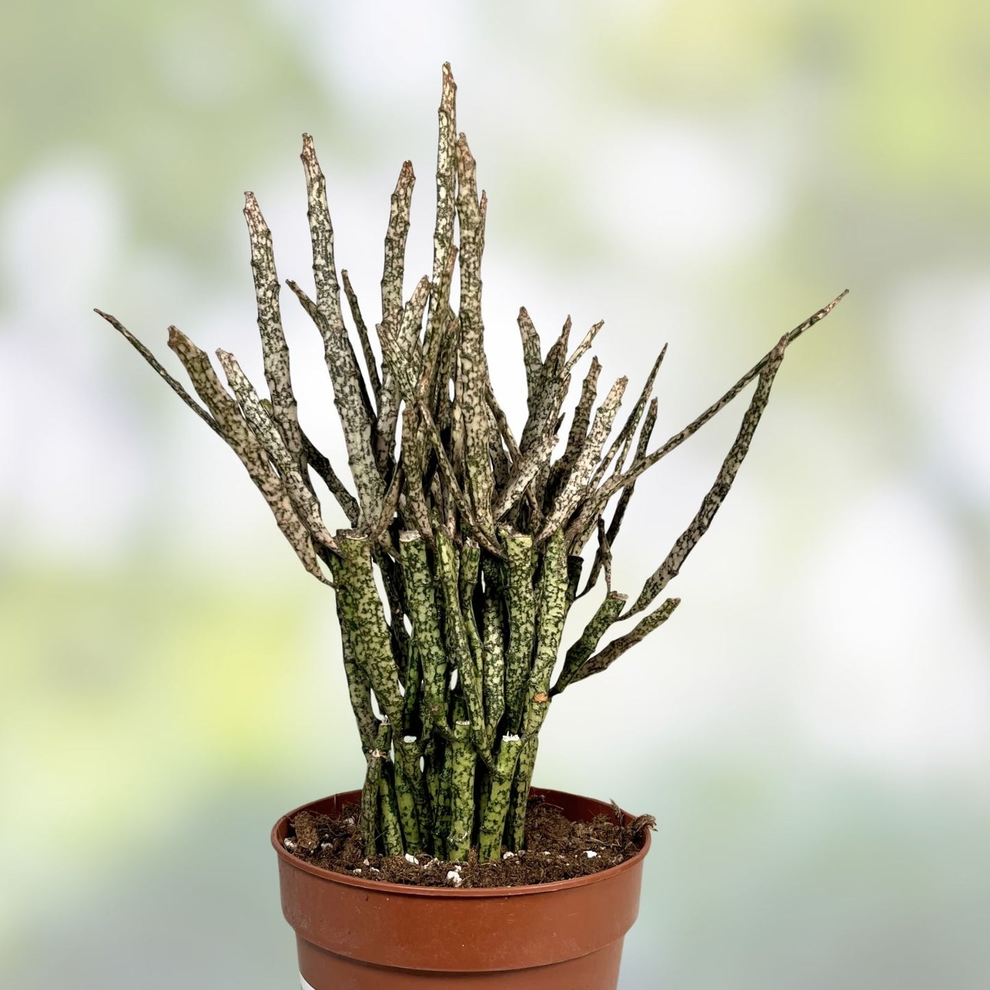 Euphorbia Platyclada Cactus Plant - Unique Dead Plant Succulent for Home Decor and Gardens - Real Live Cacti