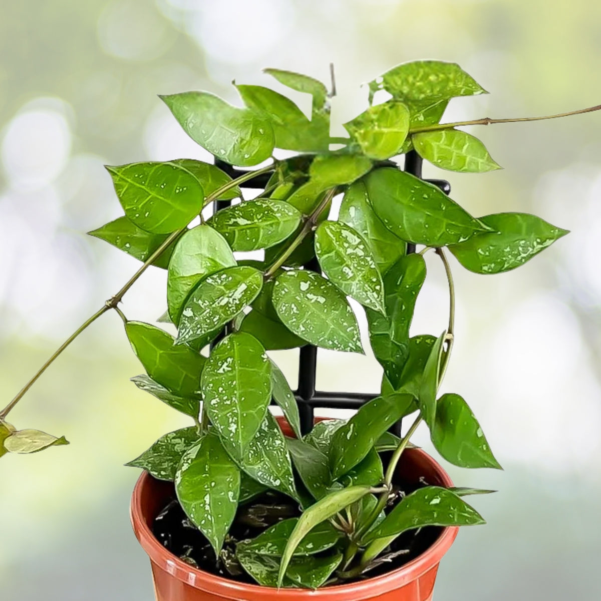 6in Variegated Turtle Vine Plant - Callisia repens 'Pink Lady' - Charming Trailing Indoor Plant for Baskets & Gardens