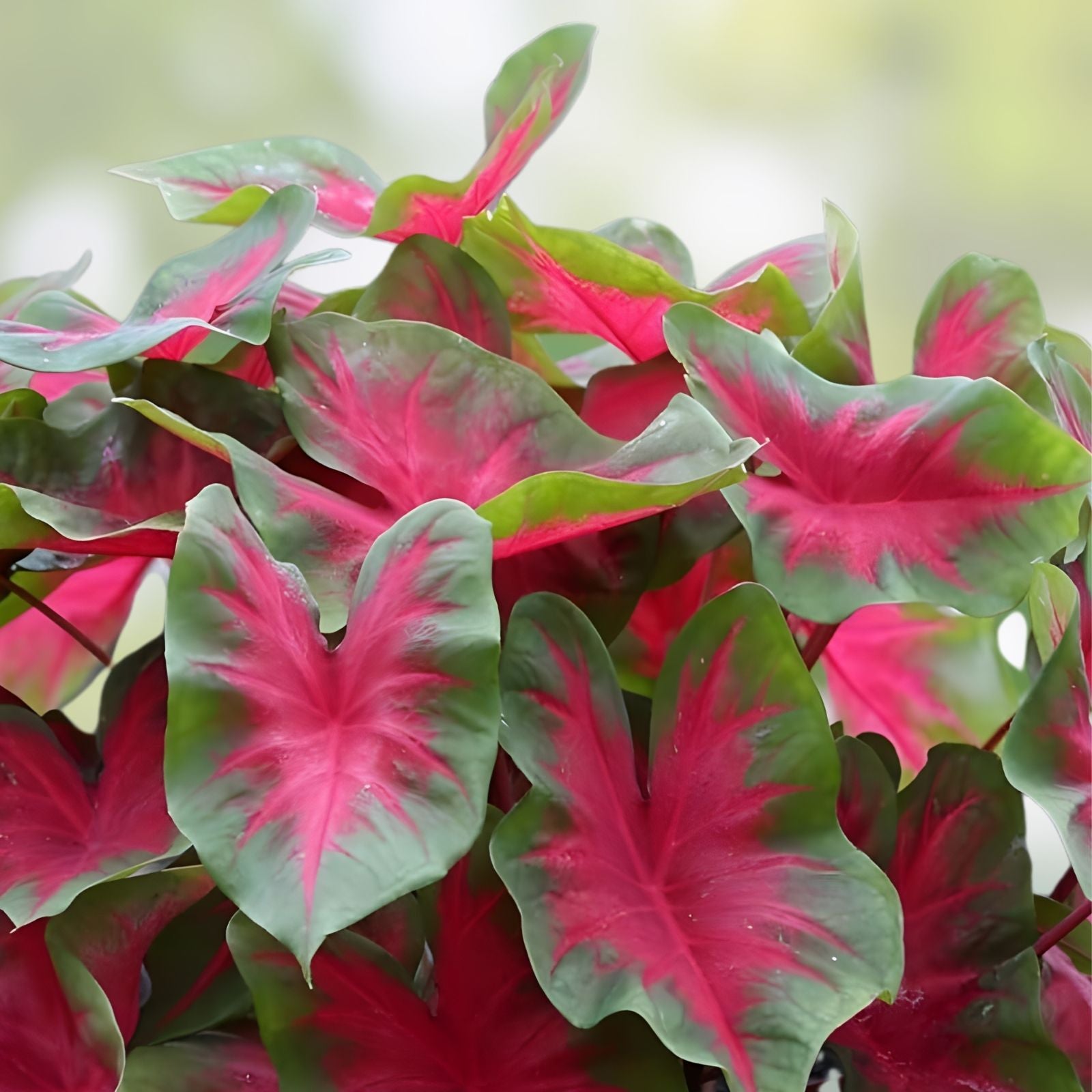 Florida Cardinal Caladium Bulbs 2 Pack – Perennial Hosta, Bright Red and Green Foliage, Caladium bicolor, Garden Planting Bulbs
