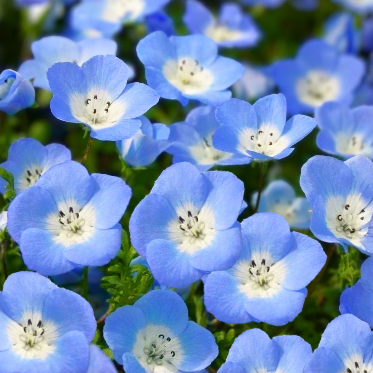 Baby Blue Eyes Flower Seeds - 100 Count - Easy to Grow, Drought Tolerant (Nemophila menziesii)