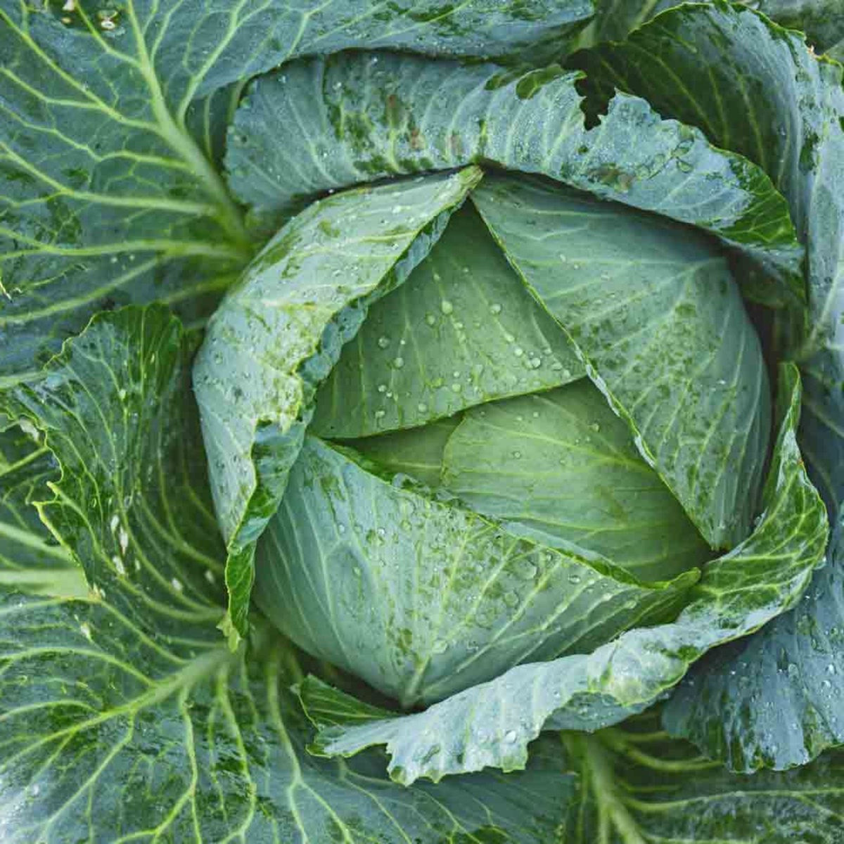 Cabbage Seeds 50 Pack - Early Jersey Wakefield Heirloom Non-GMO Brassica oleracea Vegetable Seed