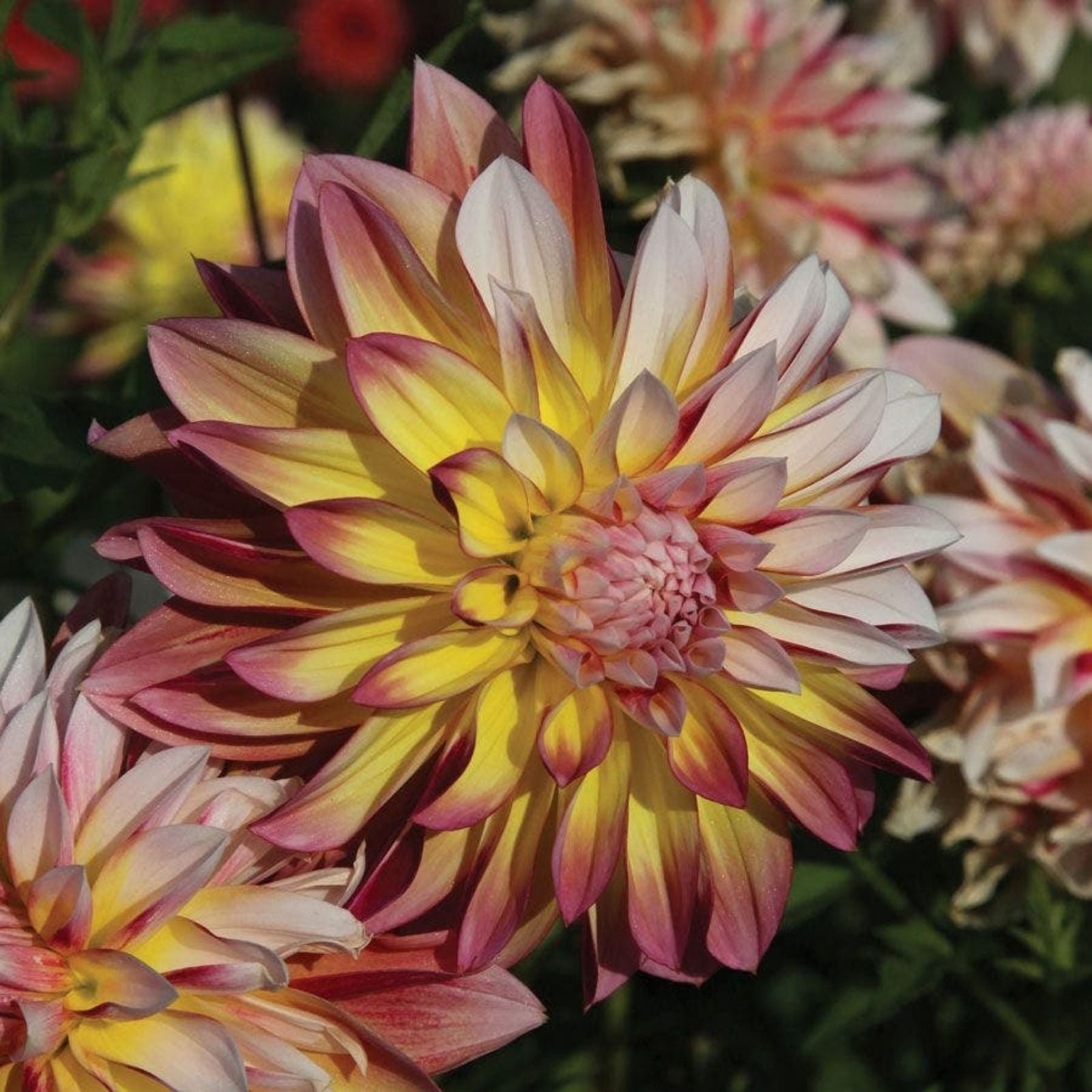Dahlia Plant Bulb Tuber Caribbean Fantasy Peach Yellow Red Flower Butterfly Attracting Full Sun Zones 3-10