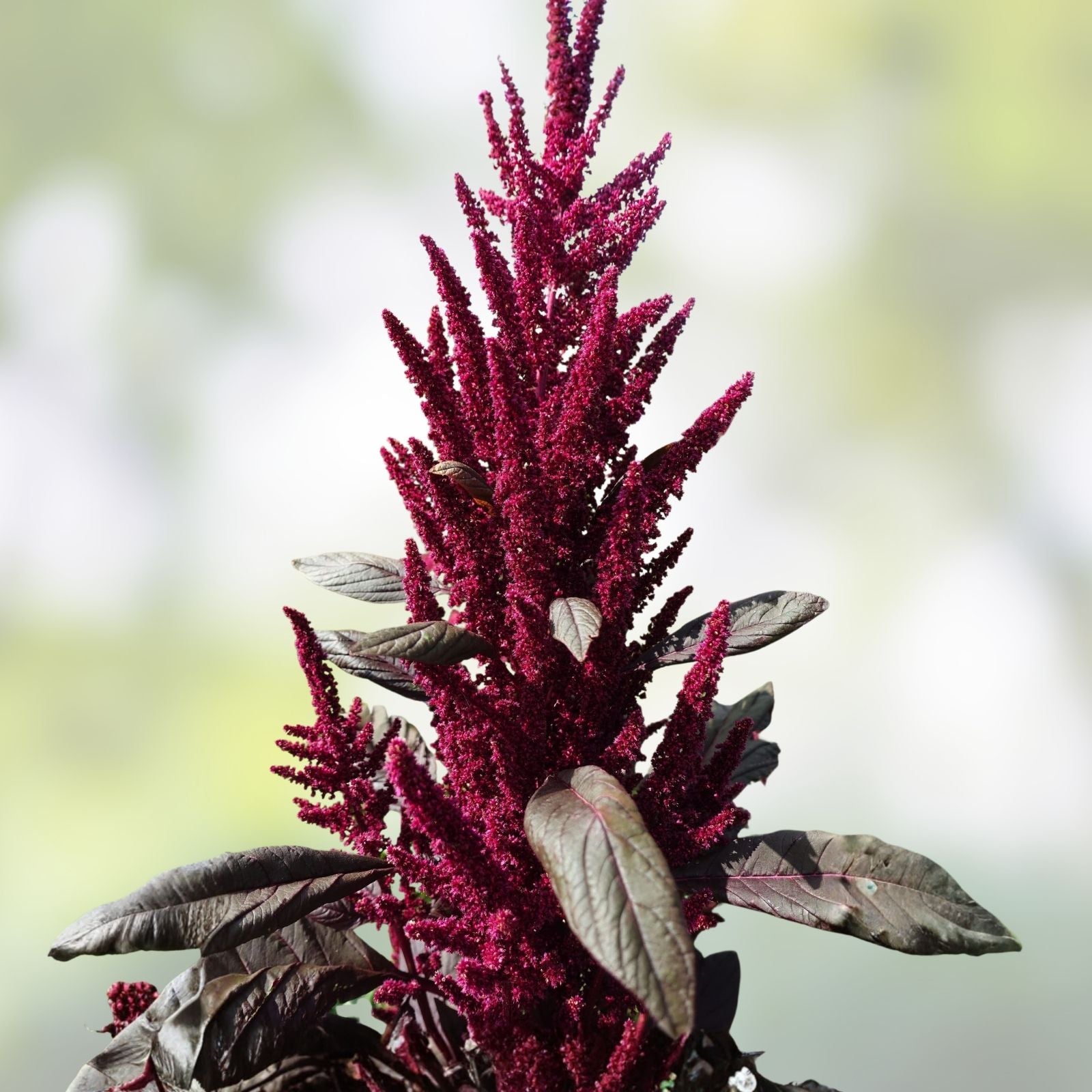Amaranth Red Garnet Seeds 2000+ Non-GMO Heirloom Bulk for Microgreens and Planting – Amaranthus cruentus