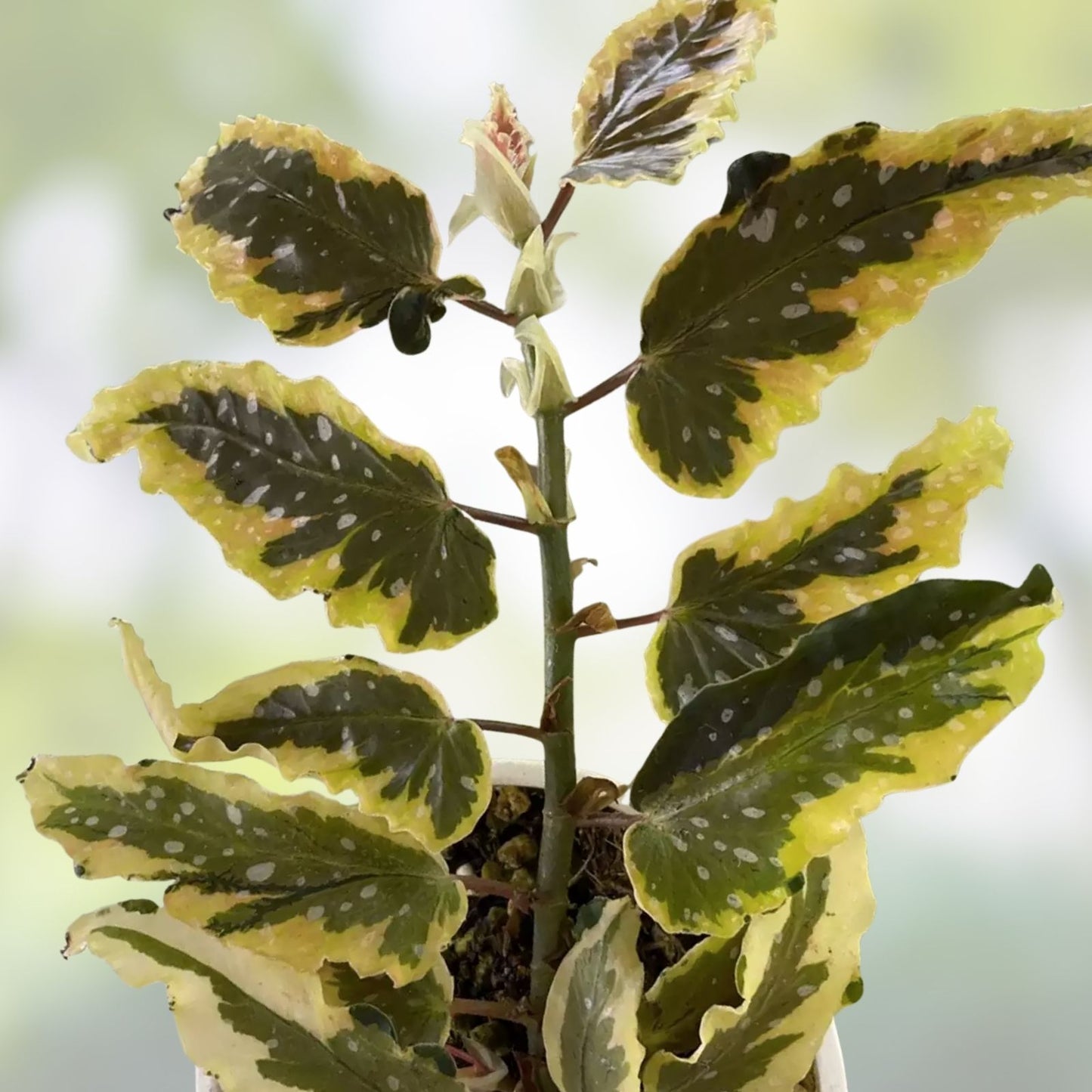 Variegated Begonia Plant - Small Leaf 'Dainty Spray' Sport - Begonia 'Dainty Spray' with New Growth