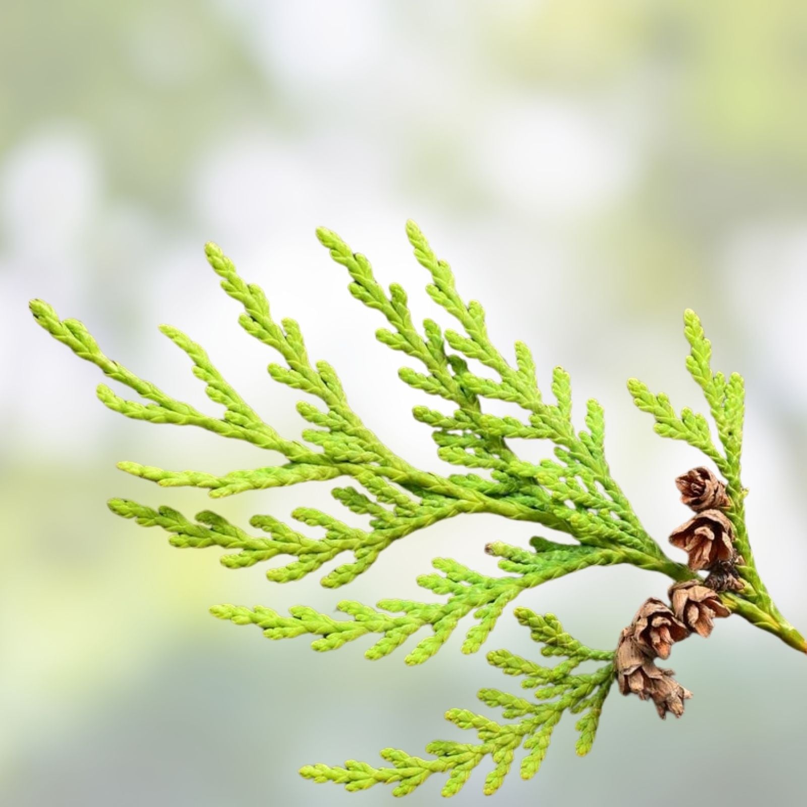 Western Red Cedar Tree Seeds, 50 Pack, Thuja plicata, Evergreen Native Tree Seeds for Planting, Long-Lived Conifer Seeds
