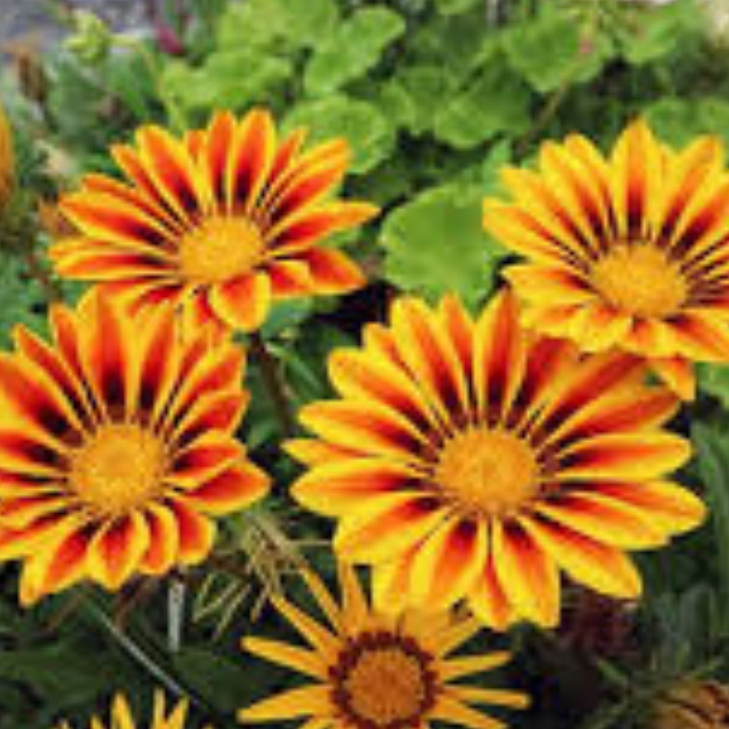 Gazania Flower Seeds Red and Yellow Varieties Pack – Gazania rigens, Made in USA, Ships from Iowa
