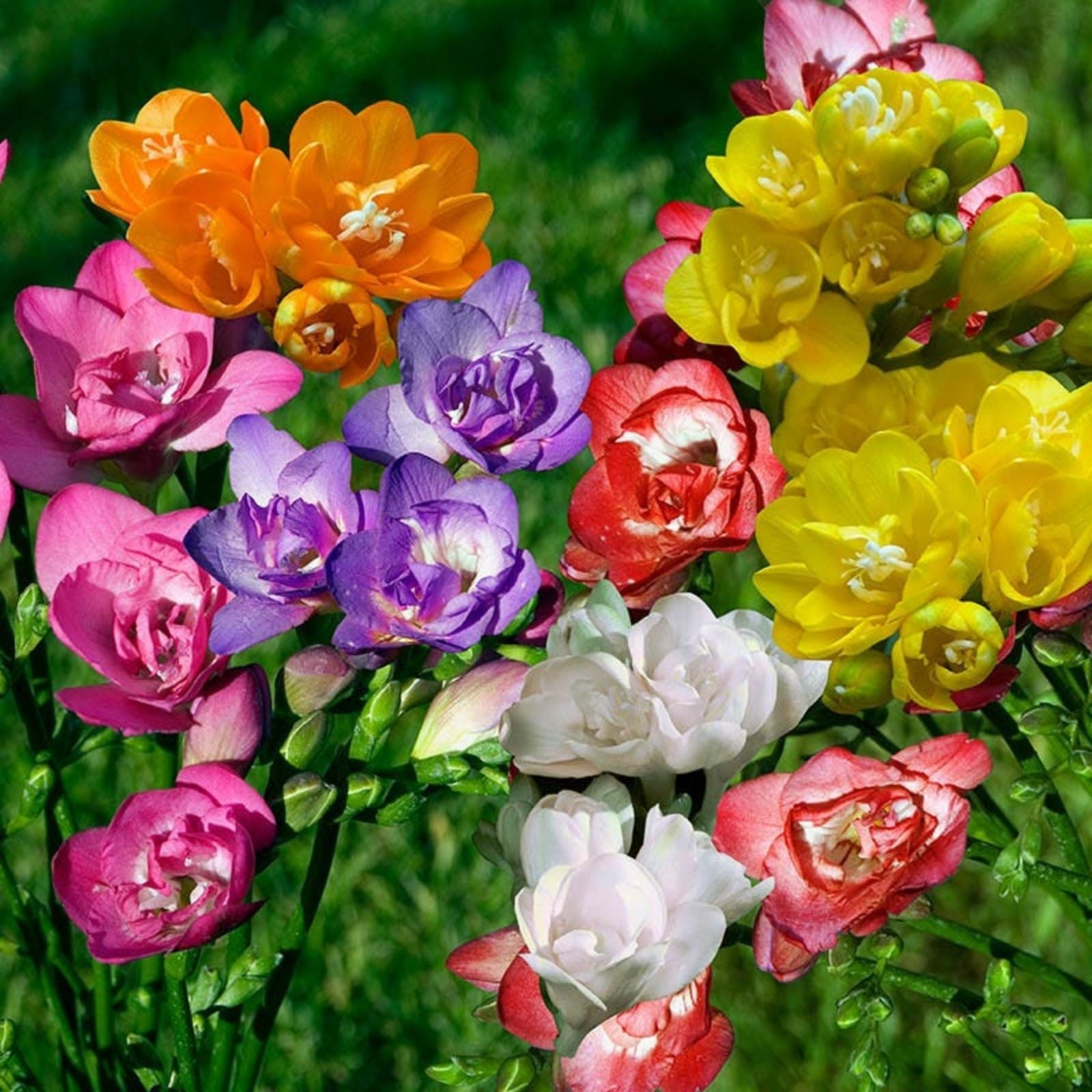 Freesia Bulbs Mix 10-Pack – Fragrant Pink Blue Yellow Purple – Garden Flower Bulbs for Landscaping – Freesia Refracta