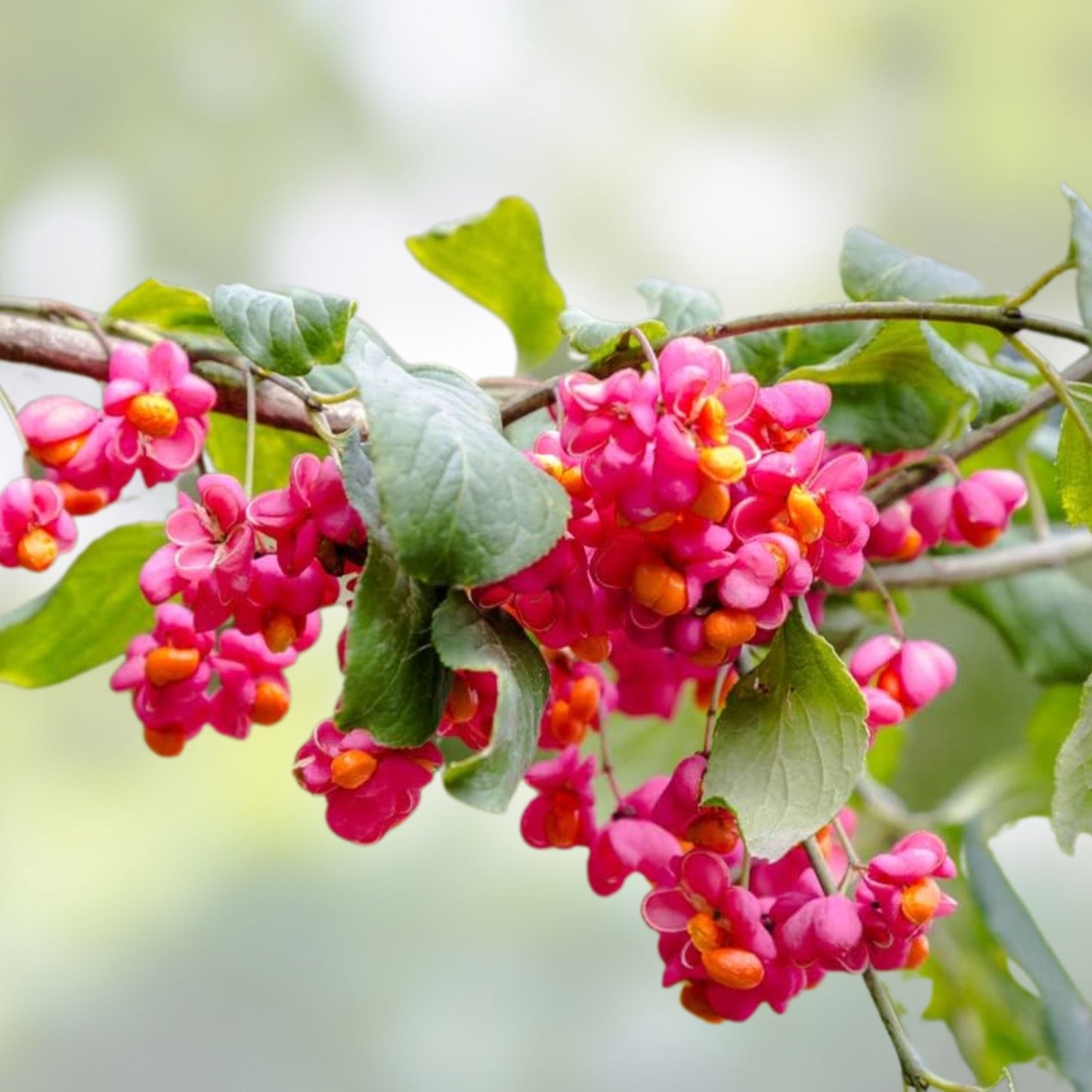 Cork Spindle Shrub Seeds 10 Pack, Euonymus phellomanus, Hardy Ornamental Shrub Seeds for Garden Landscaping