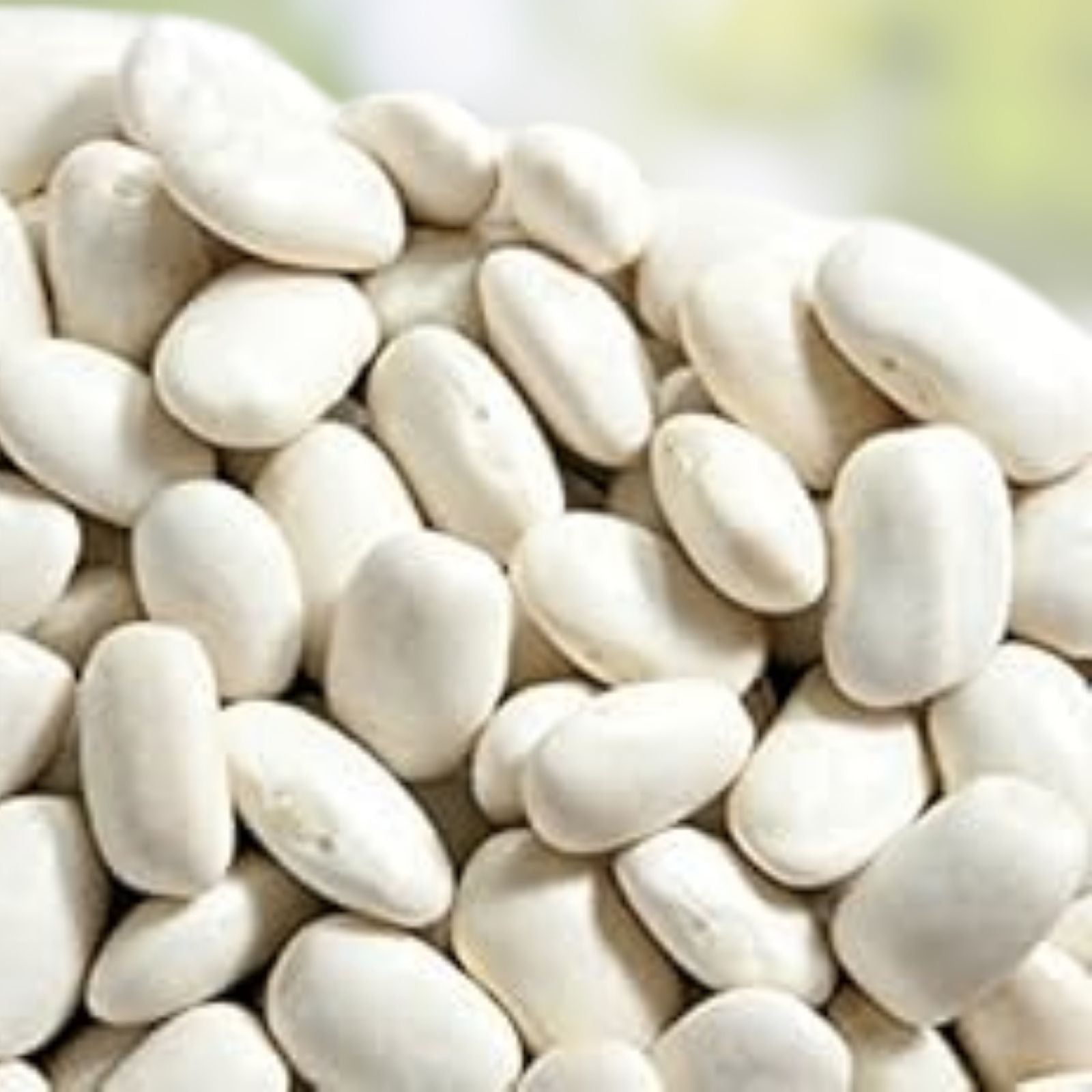 Navy Bean Seeds for Planting – 30 Count White Kidney Beans – Phaseolus vulgaris – Organic Vegetable Seeds