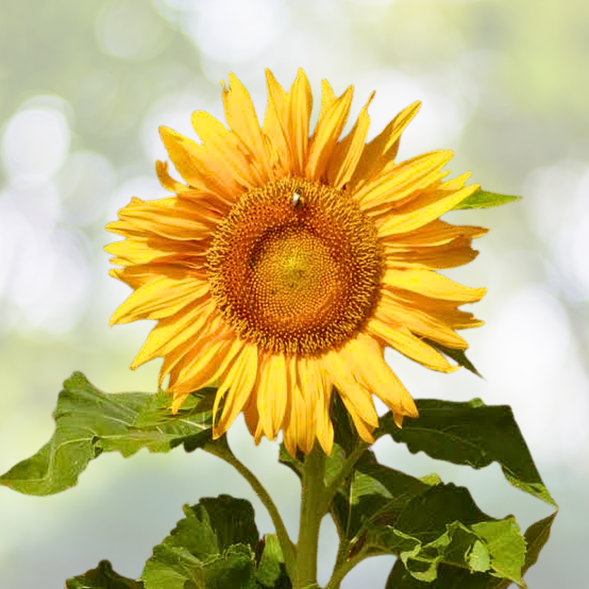 Dwarf Sunflower Seeds - 3 ft Sunspot Variety - Large 12" Heads - Non-GMO - 50 Seeds