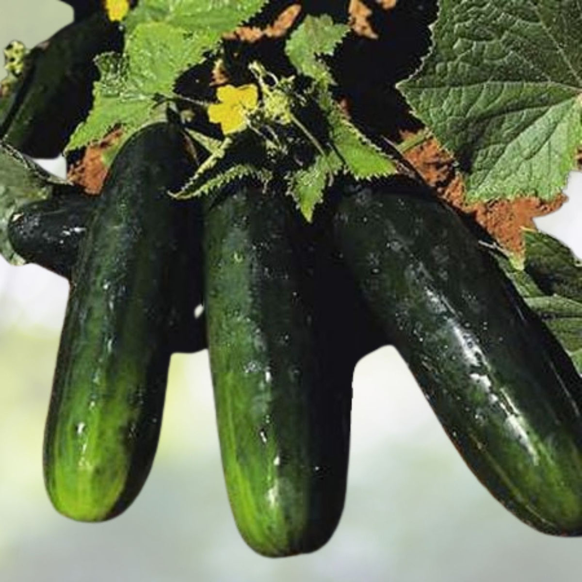 Cucumber Seeds 80 Count NON-GMO Heirloom Spacemaster 80 Cucumis sativus - Ideal for Home Gardens and Container Planting