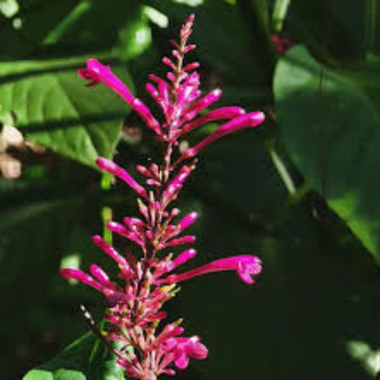 Purple Firespike Plant Cuttings - Organic Butterfly Hummingbird Garden Gift - Odontonema strictum