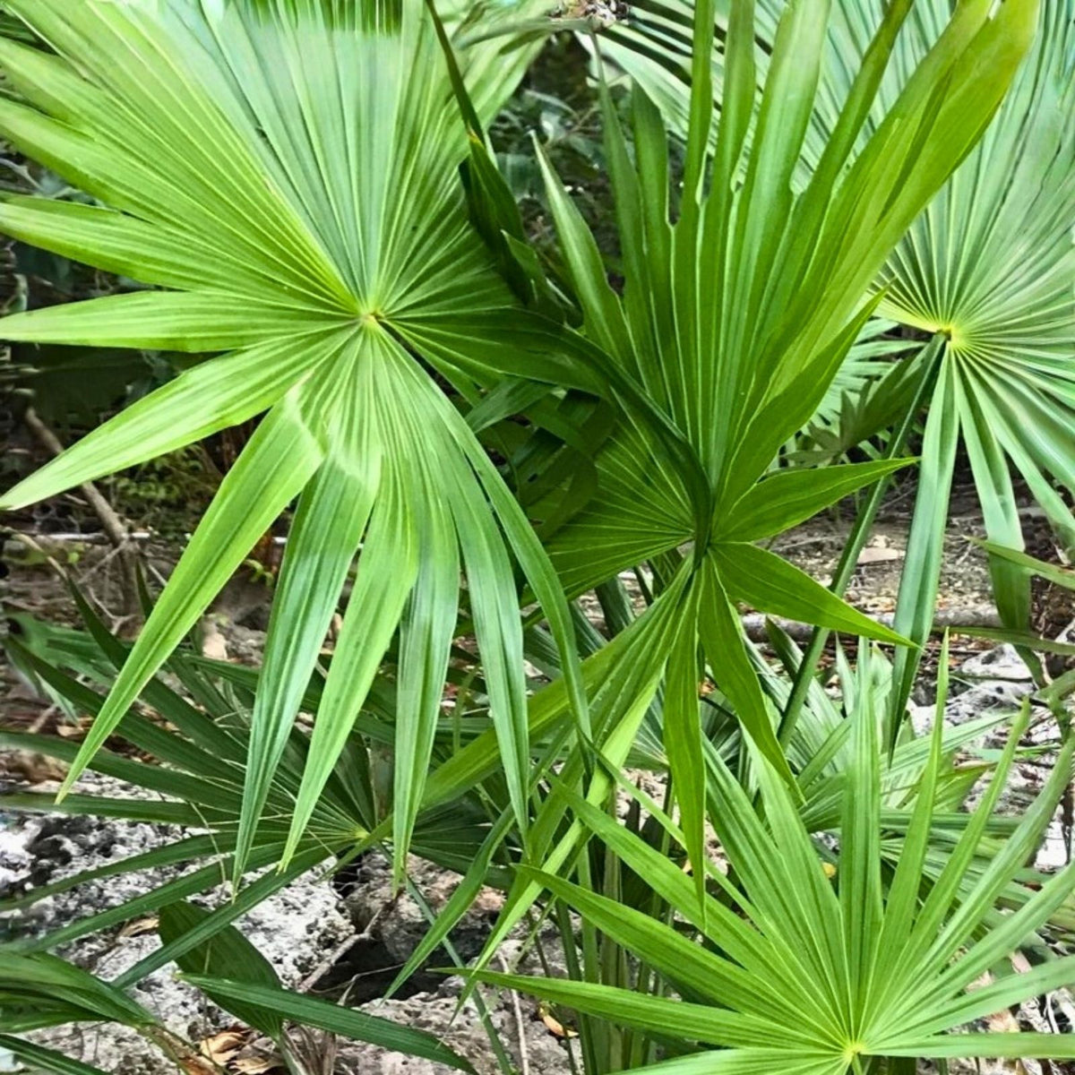 Dwarf Palmetto Live Plants Bundle – 2 Wild Grown Sabal Minor, Drought Tolerant, Cold Hardy Southern Palms