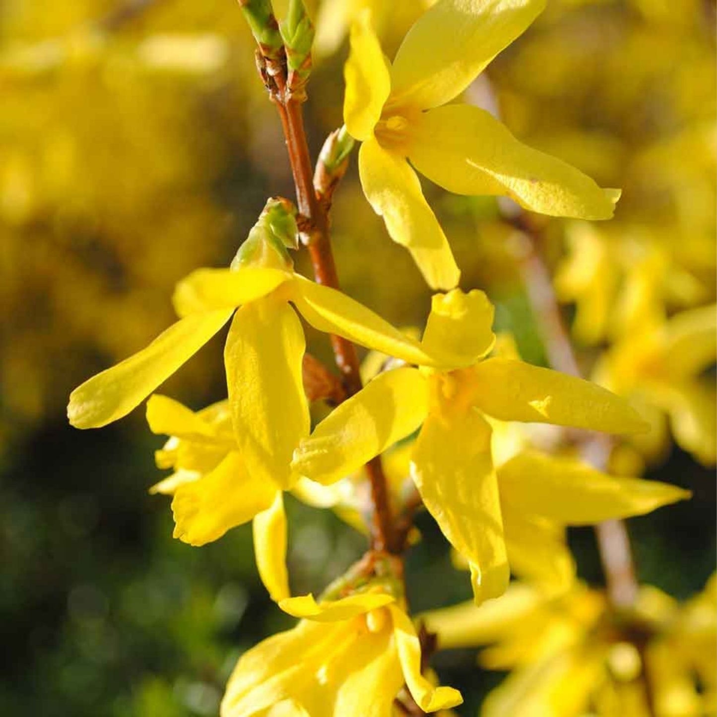 Forsythia Cuttings 10+5 Yellow Bell Hardy Bush Ornamental Privacy Hedge Forsythia x intermedia