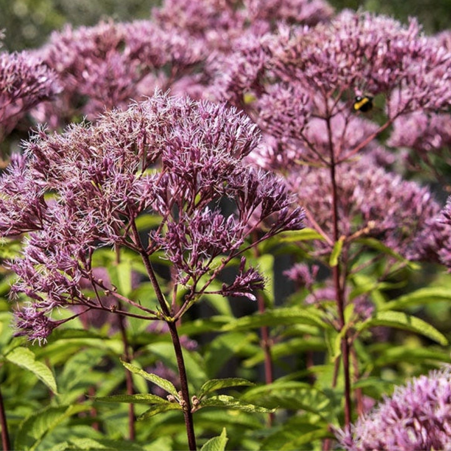 Joe Pye Weed Plants 3 Pack - Native Maine Variety Eupatorium purpureum - Perennial Garden Plants for Pollinators
