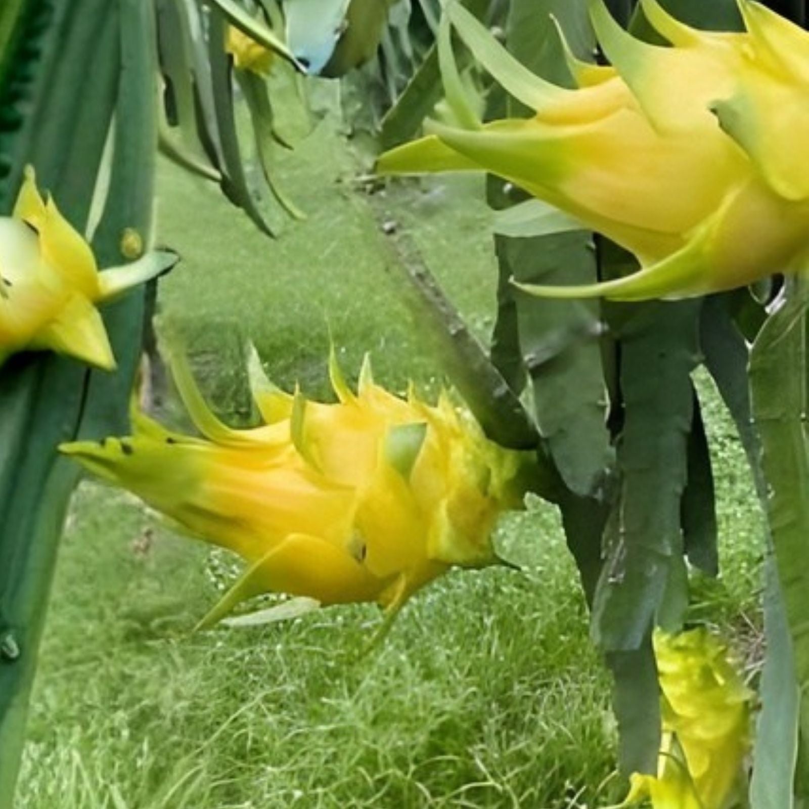 Aussie Gold Dragon Fruit Cuttings 8-12" Isis Gold Hylocereus undatus Fresh Fruit Plant
