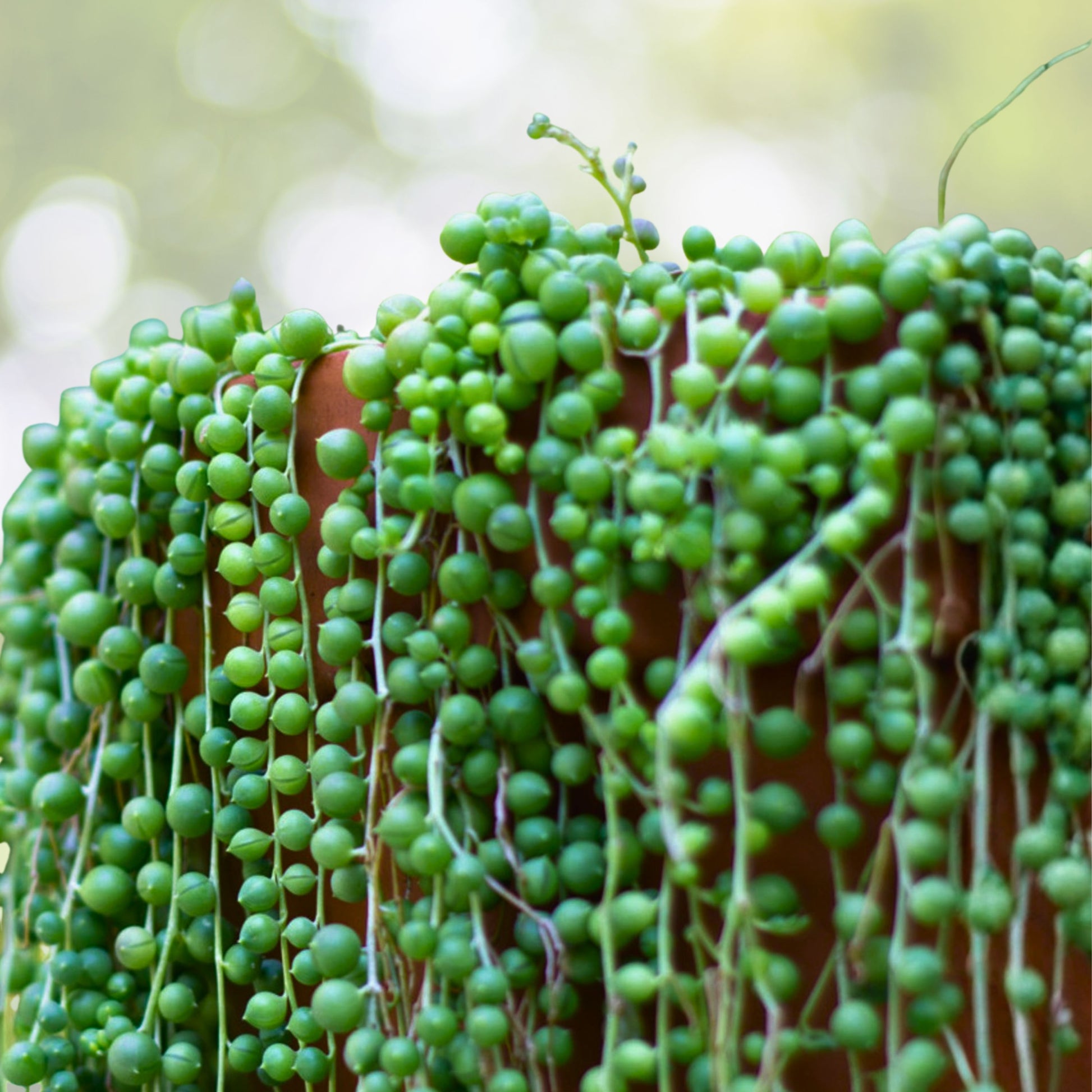 String of Pearls Succulent 4" Trailing Plant - Senecio Rowleyanus - Easy Care Indoor Greenery