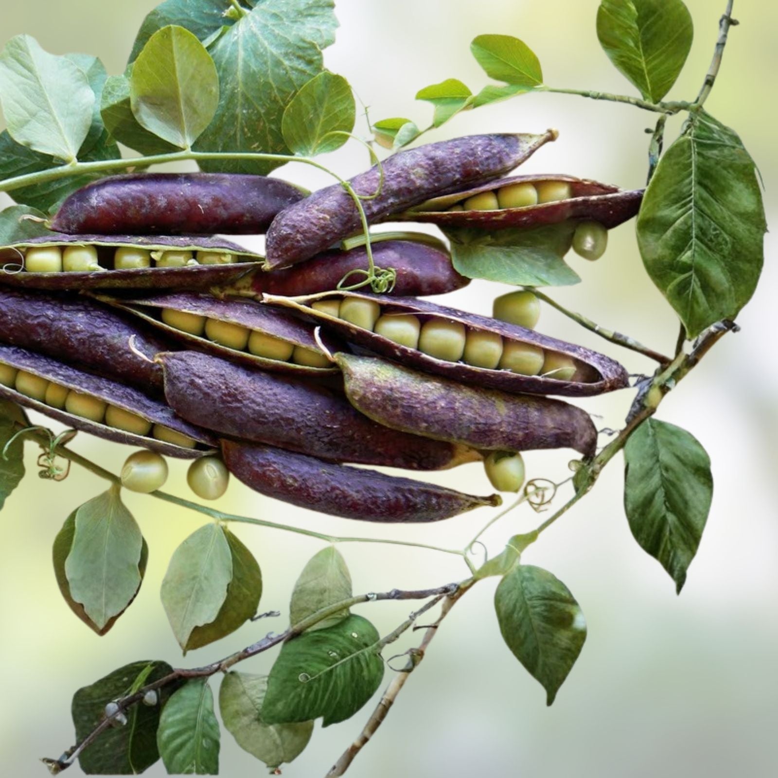 Brown Speckled Pea Seeds 4 oz Heirloom Variety Pisum sativum Non-GMO Organic Gardening
