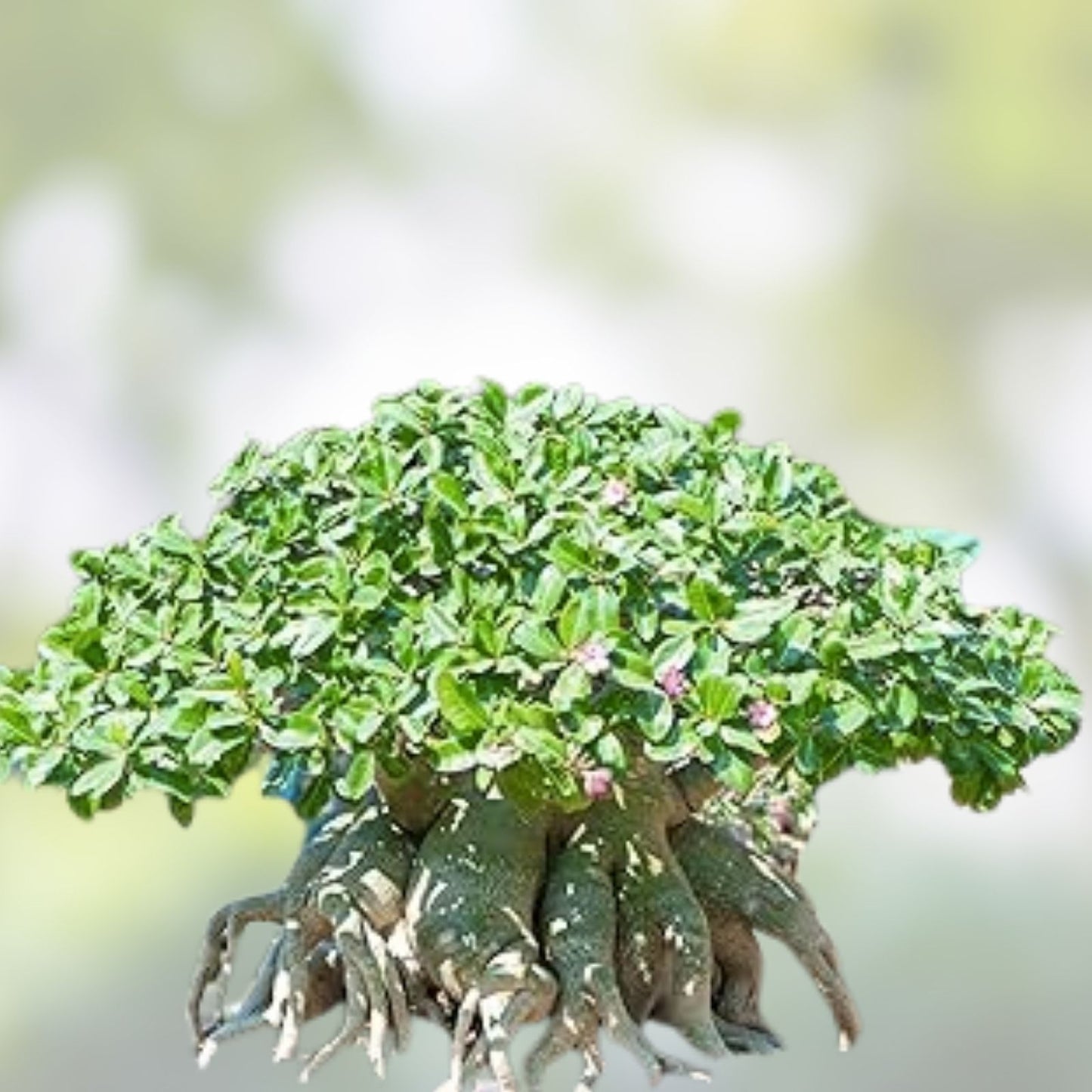 20 Rare Exotic Desert Rose Seeds - Adenium Obesum - Mixed Colors for Bonsai Gardening and Landscaping
