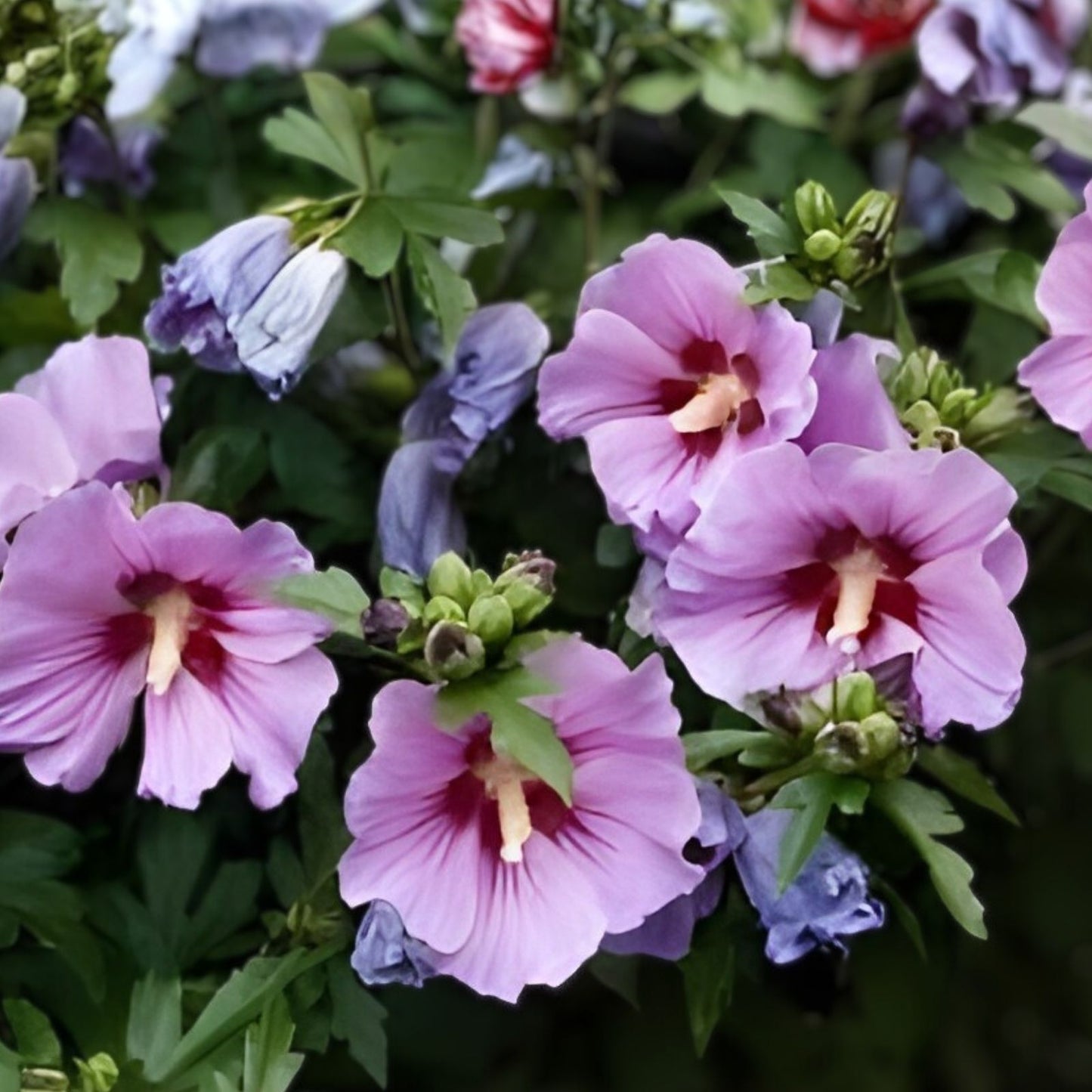 Rose of Sharon Plants Set of 2, 6-12 Inches, Mixed Colors, Hibiscus syriacus, Hardy Flowering Shrubs