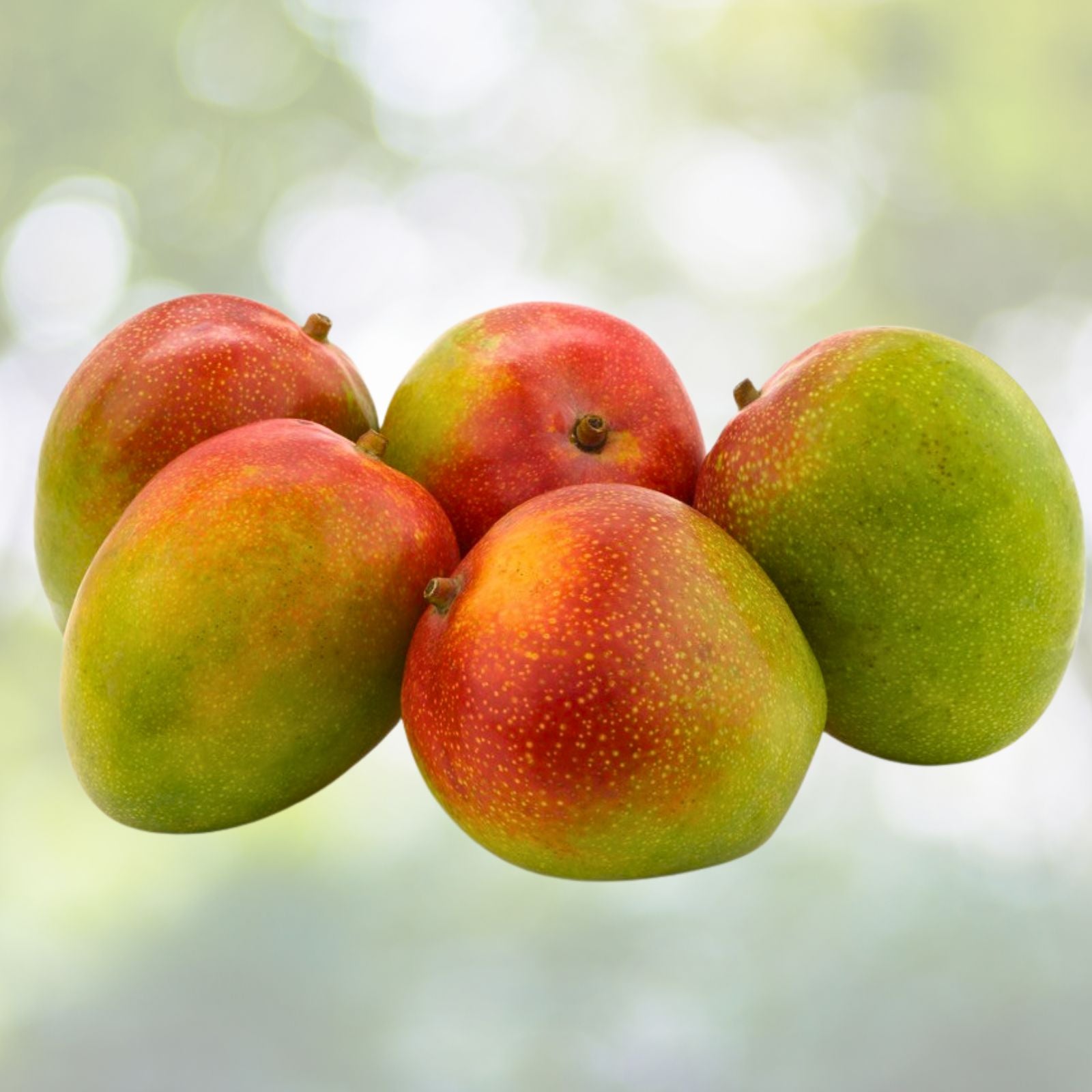 Kent Mango Seeds 10 Pack Fresh USA Mangifera indica