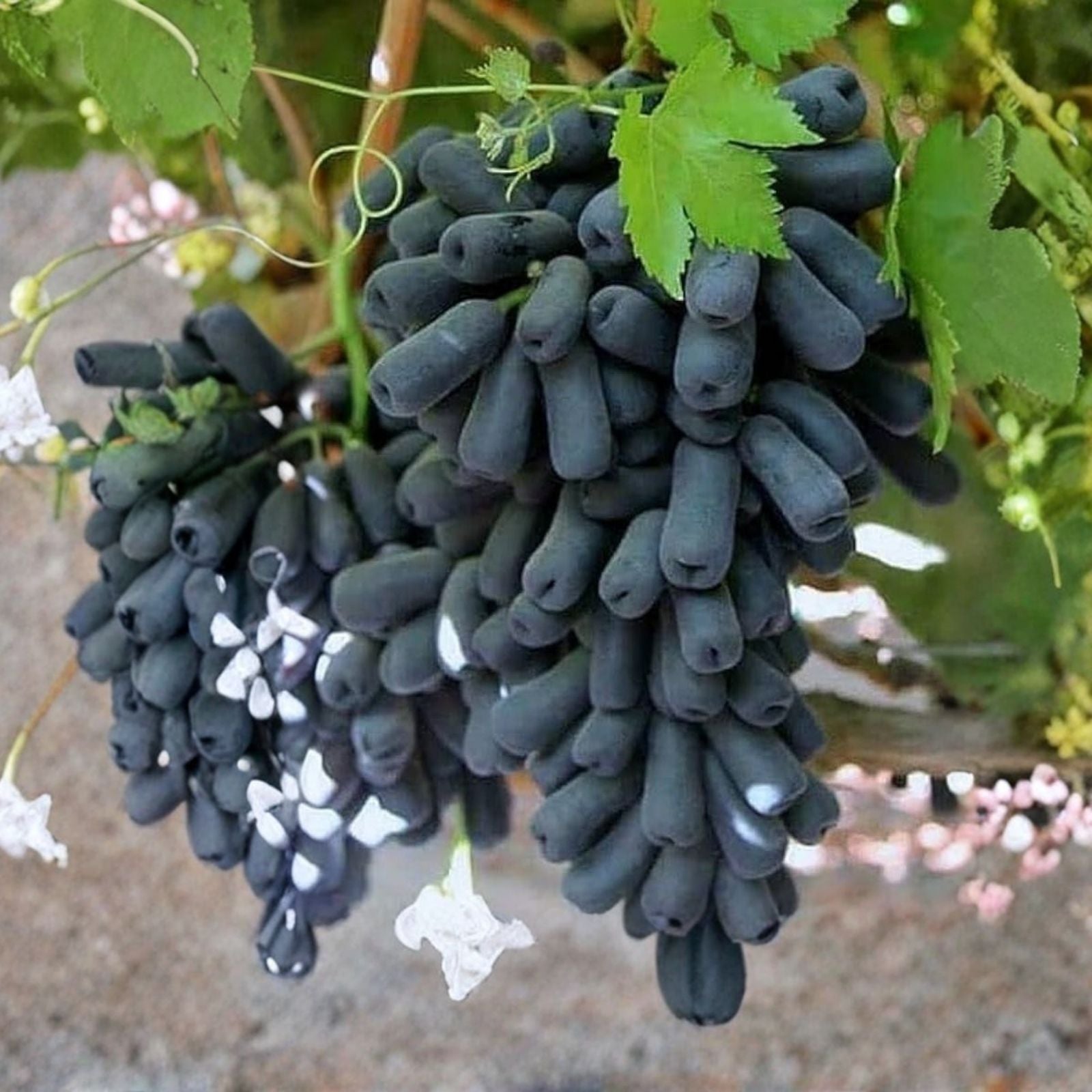 Manicure Fingers Grapes Cuttings - 3 Fresh Rooting Vitis vinifera Clippings for Propagation