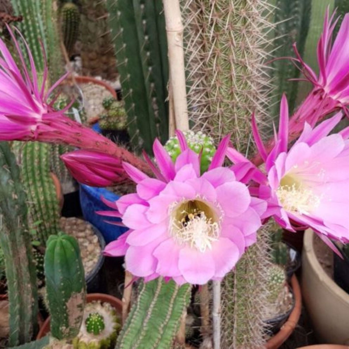 Echinopsis Thelegonus x Grandiflorus Cutting Succulent Cactus 'Theleflora' Misplant Lineage for Collection