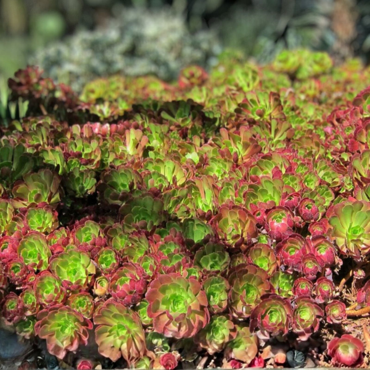 Red Aeonium Cuttings 6" Jack Catlin Unrooted Succulent Variety 12 Plants for Gardens and Decor