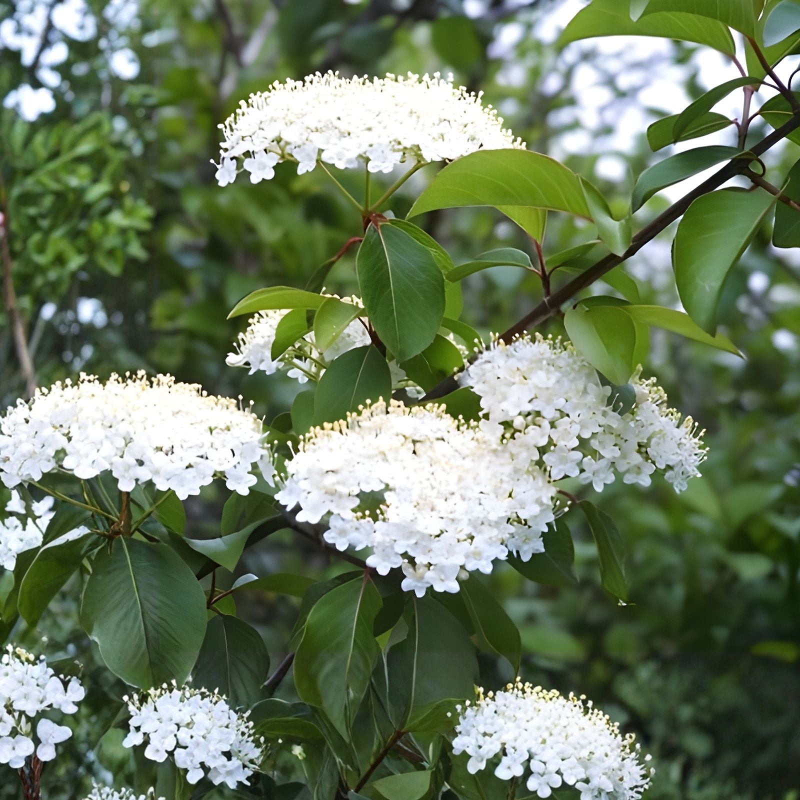 Black Haw Viburnum Shrub – Native Plant for Landscaping, Wildlife Attractant, Hardy Perennial, Viburnum prunifolium