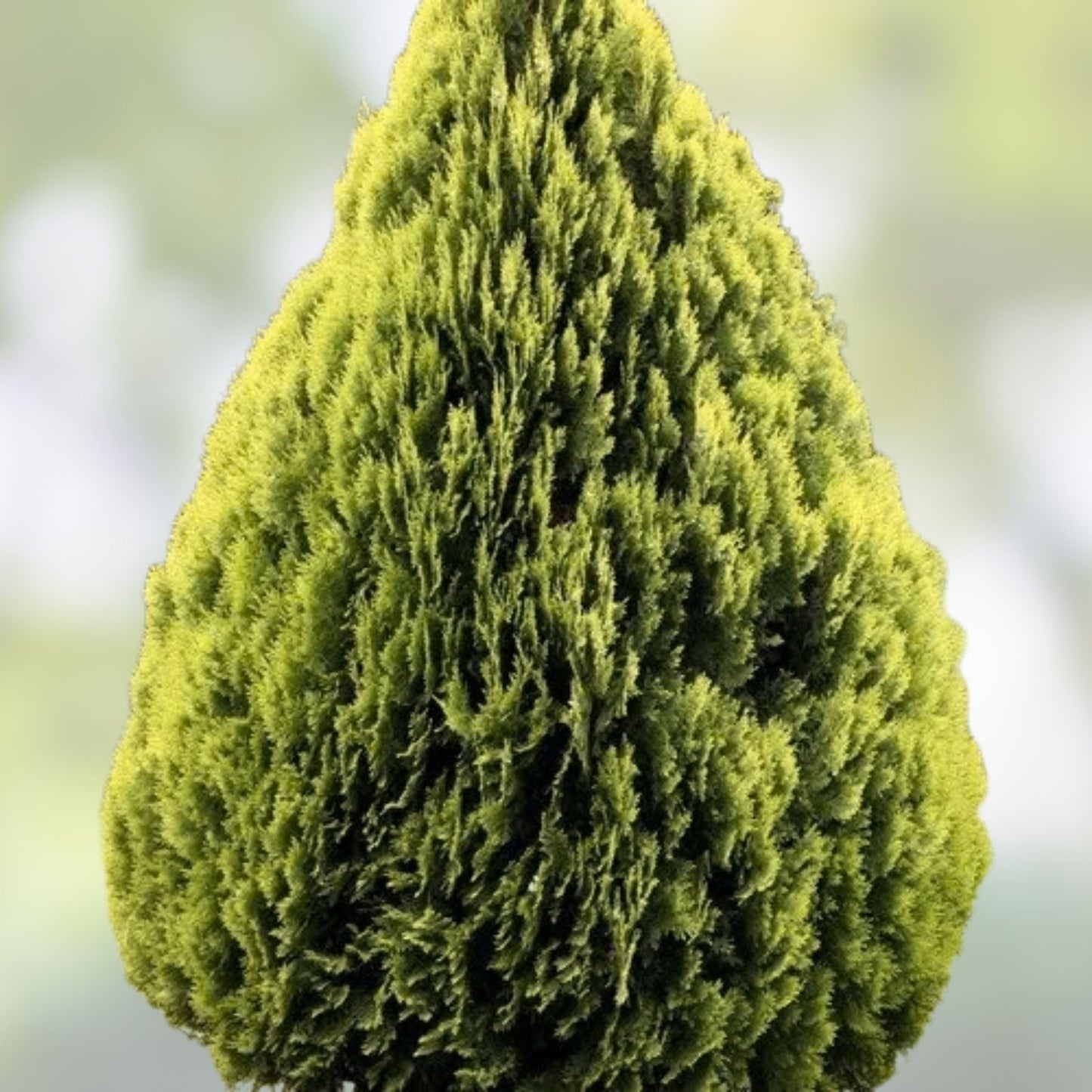 40 Oriental Arborvitae Tree Seeds – Evergreen, Hardy, Garden Landscaping, Platycladus orientalis, Fast Growing Plant Seeds