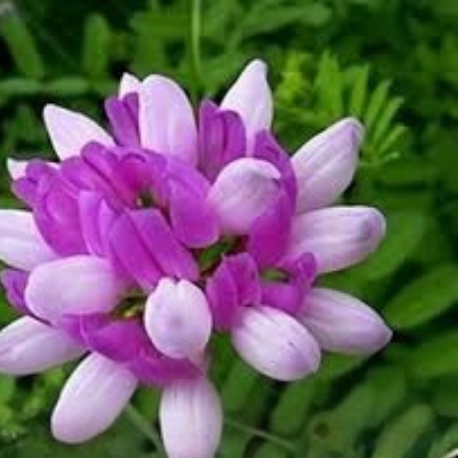 Chinese Milk Vetch Flower Seeds 500 Count – Astragalus sinicus, Fast-Growing, Hardy, Pollinator-Friendly Garden Seeds