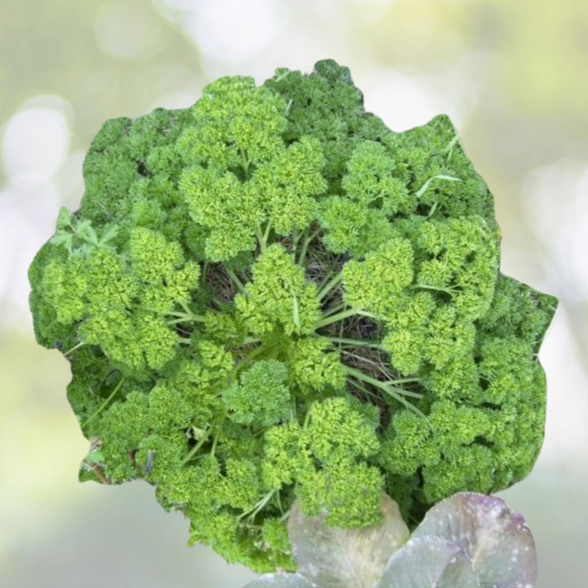 Forest Green Parsley Seeds | NON-GMO Heirloom | Fresh Garden Seeds | Petroselinum crispum
