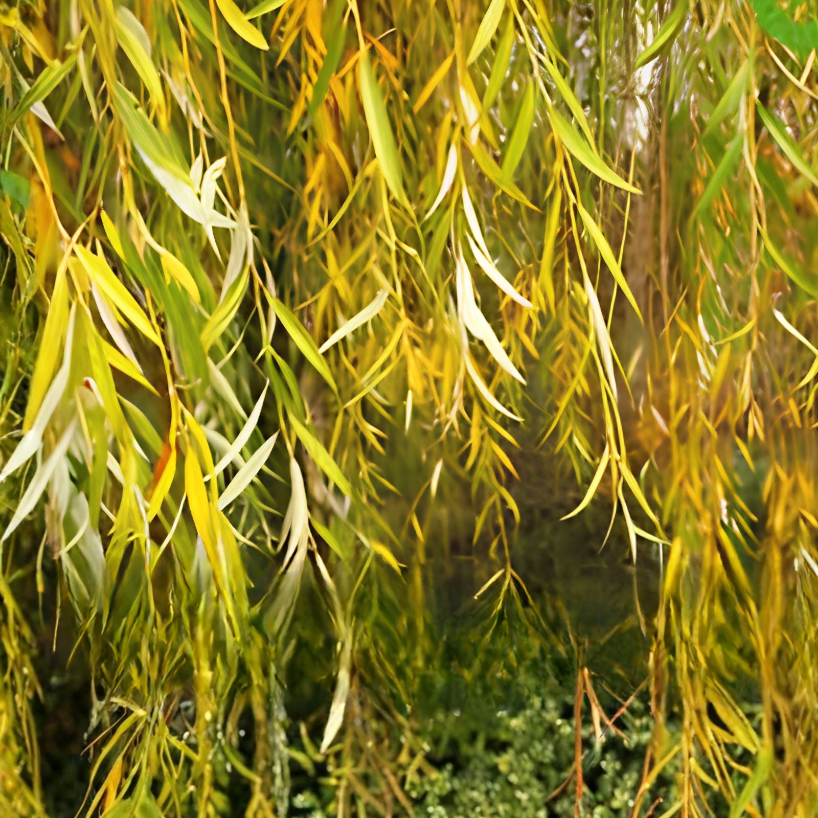Gold Weeping Willow Tree Cuttings - 5 Pieces for Bonsai or Garden - Salix babylonica - Live Plant Cuttings