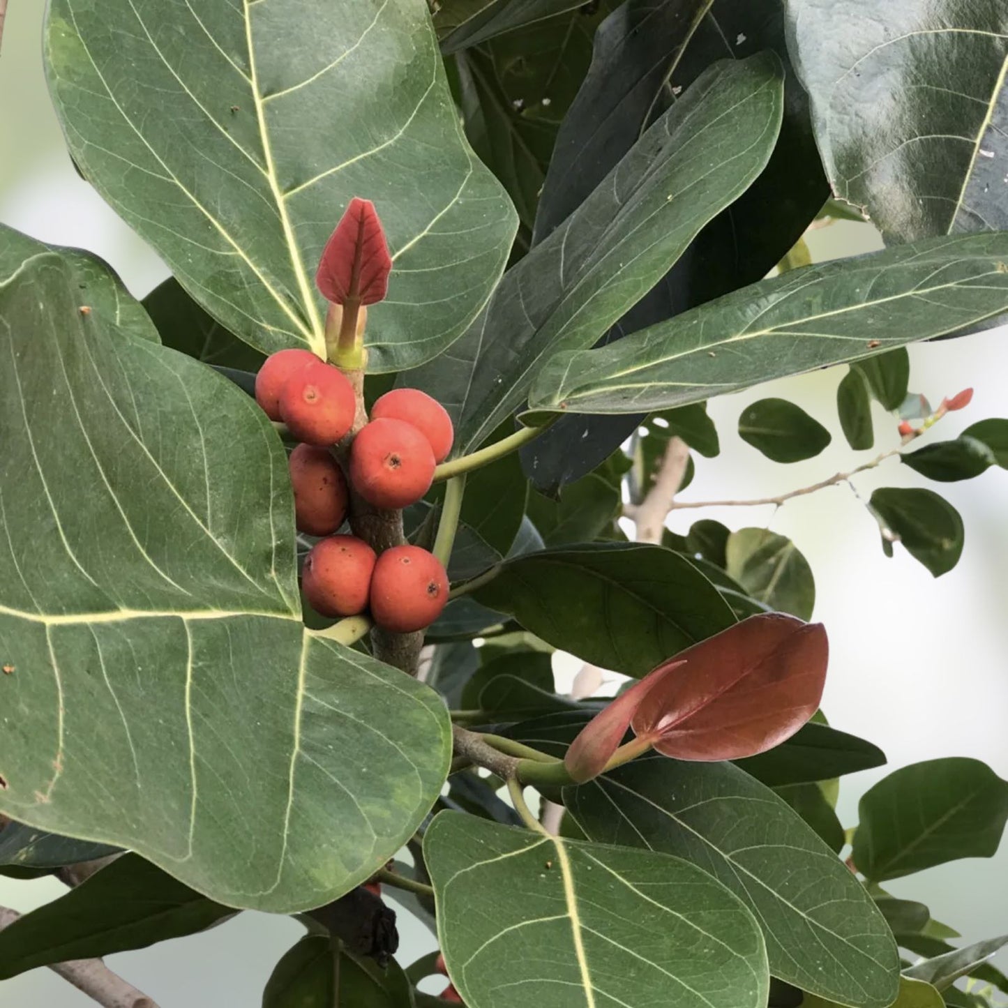 Ficus Benghalensis Tree Seeds | Ornamental Banyan Fig Tropical Plant for Indoor Gardening
