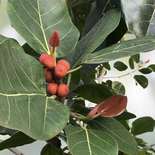 Ficus Benghalensis Tree Seeds | Ornamental Banyan Fig Tropical Plant for Indoor Gardening
